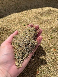 Quinoa geoogst