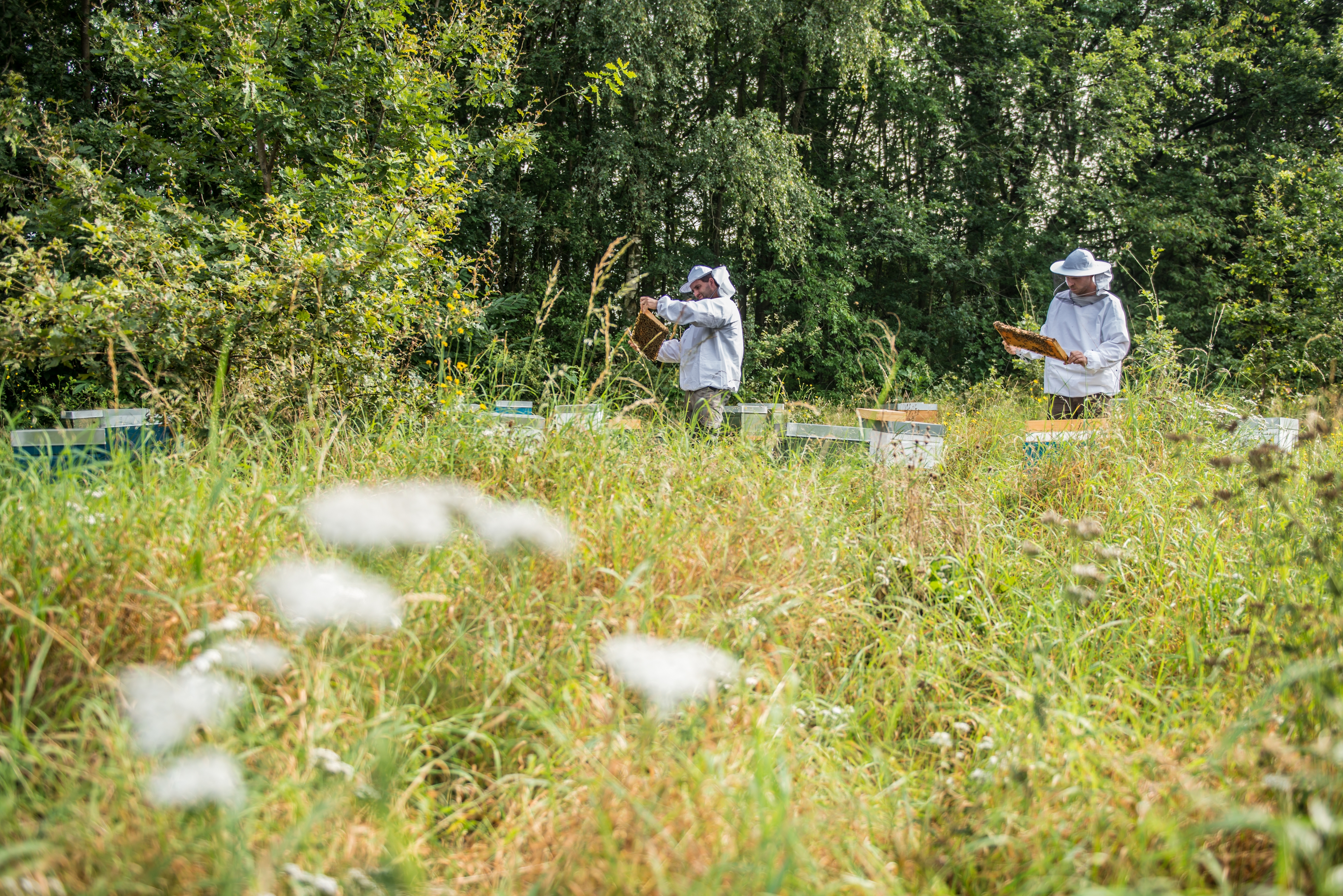Straffestreek Bijenboer 1 4000px