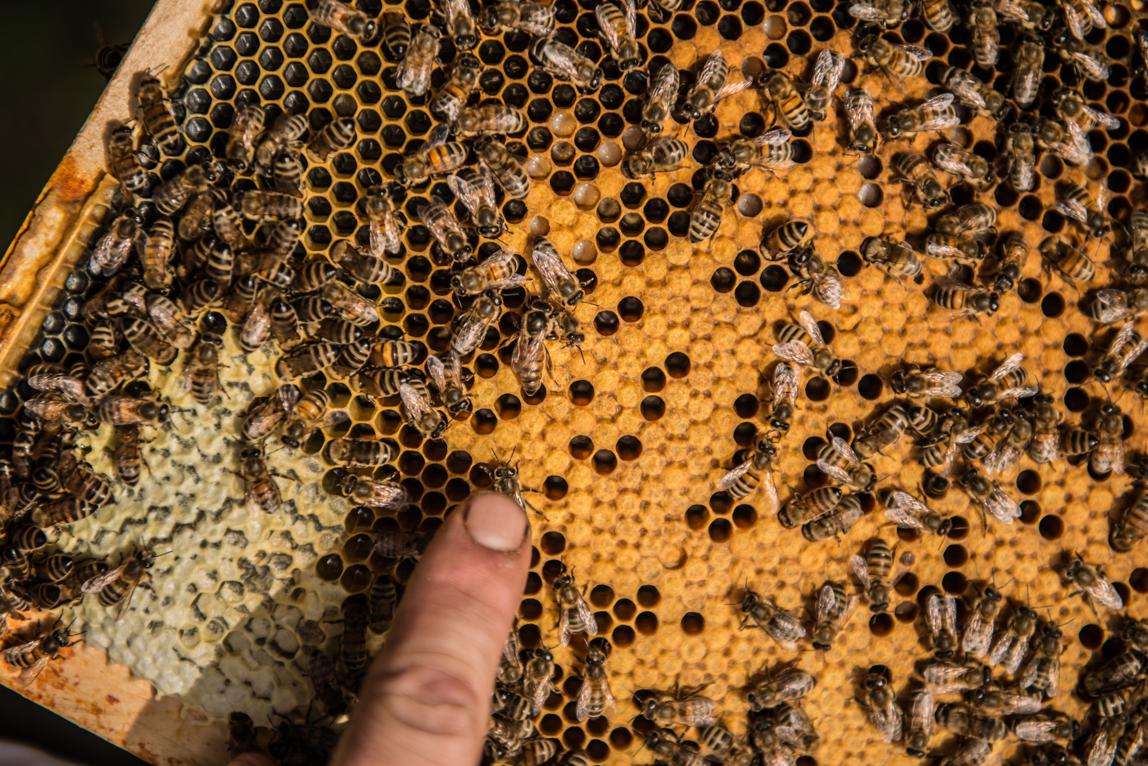 Straffestreek Bijenboer 16 4000px