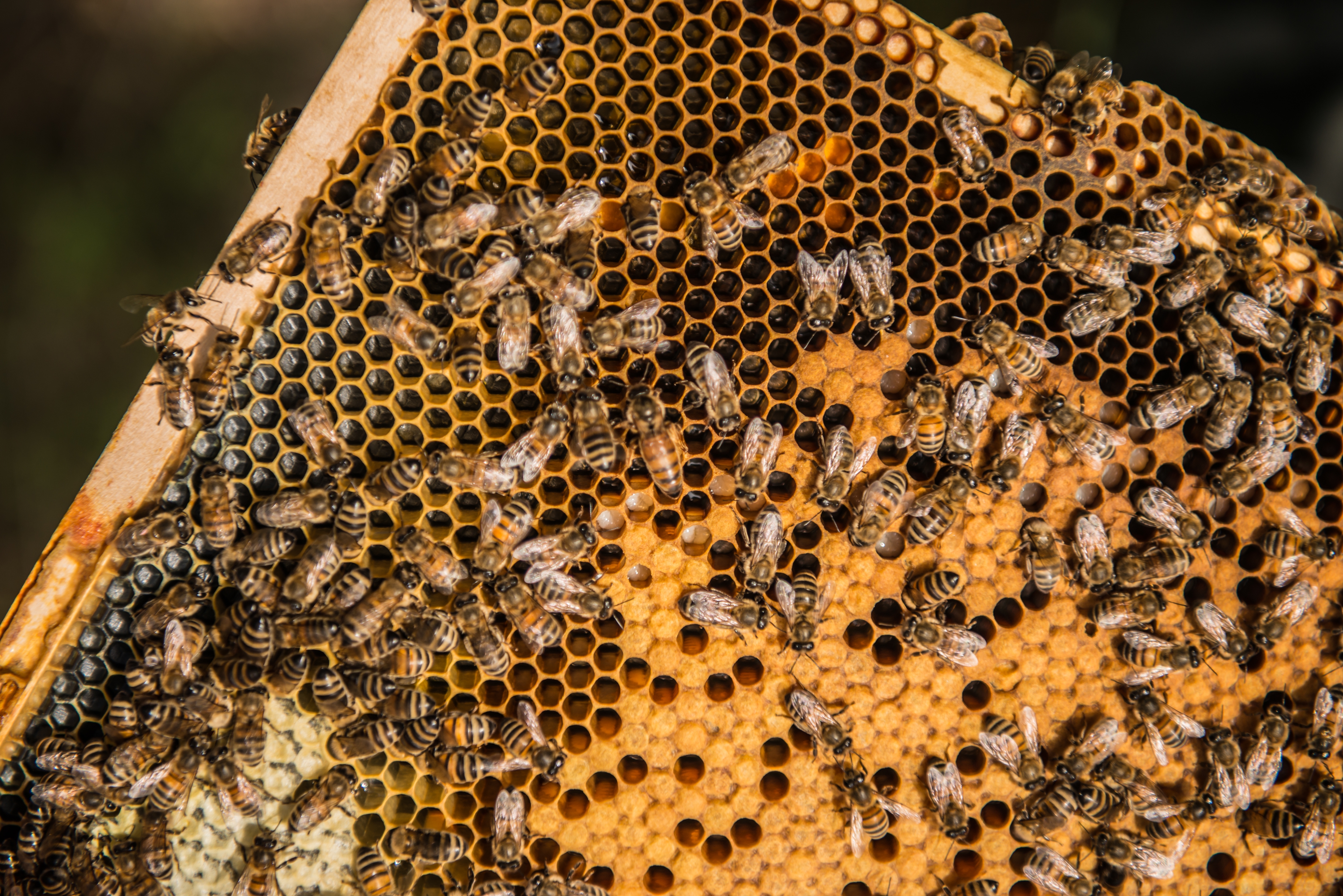 Straffestreek Bijenboer 17 4000px