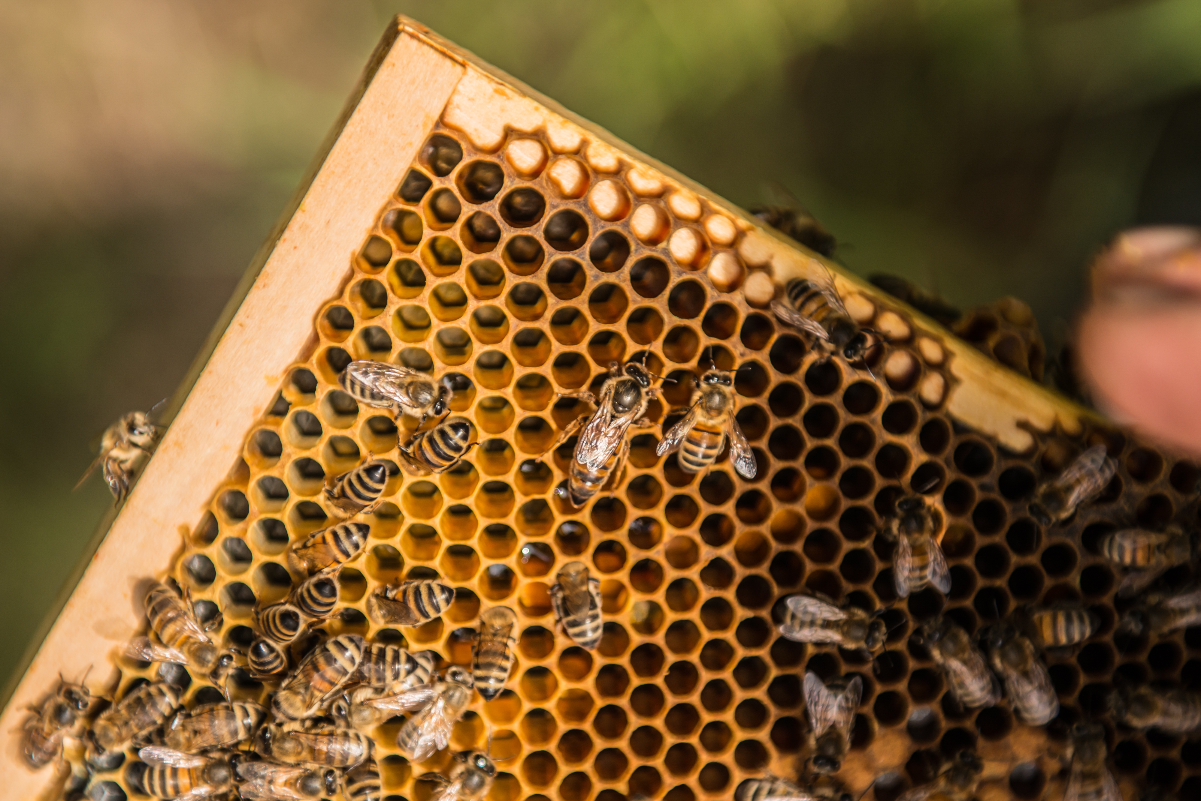 Straffestreek Bijenboer 18 4000px