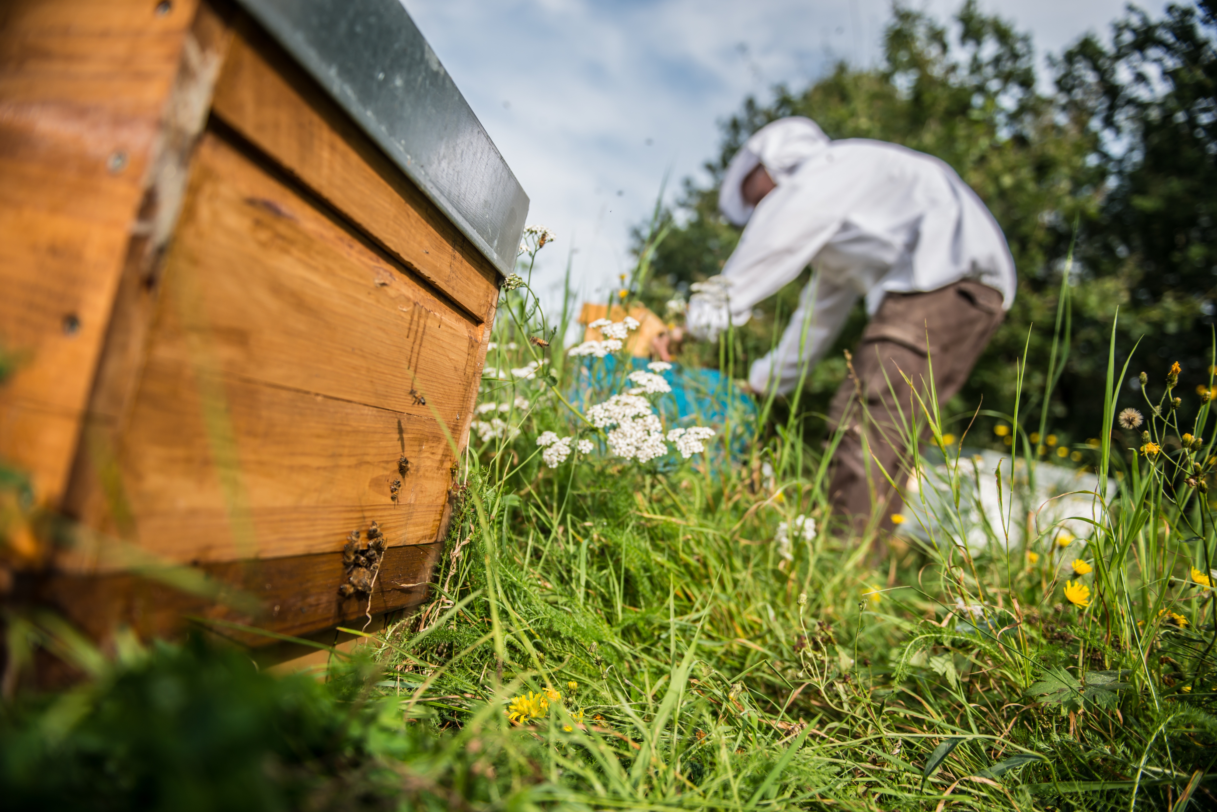 Straffestreek Bijenboer 21 4000px