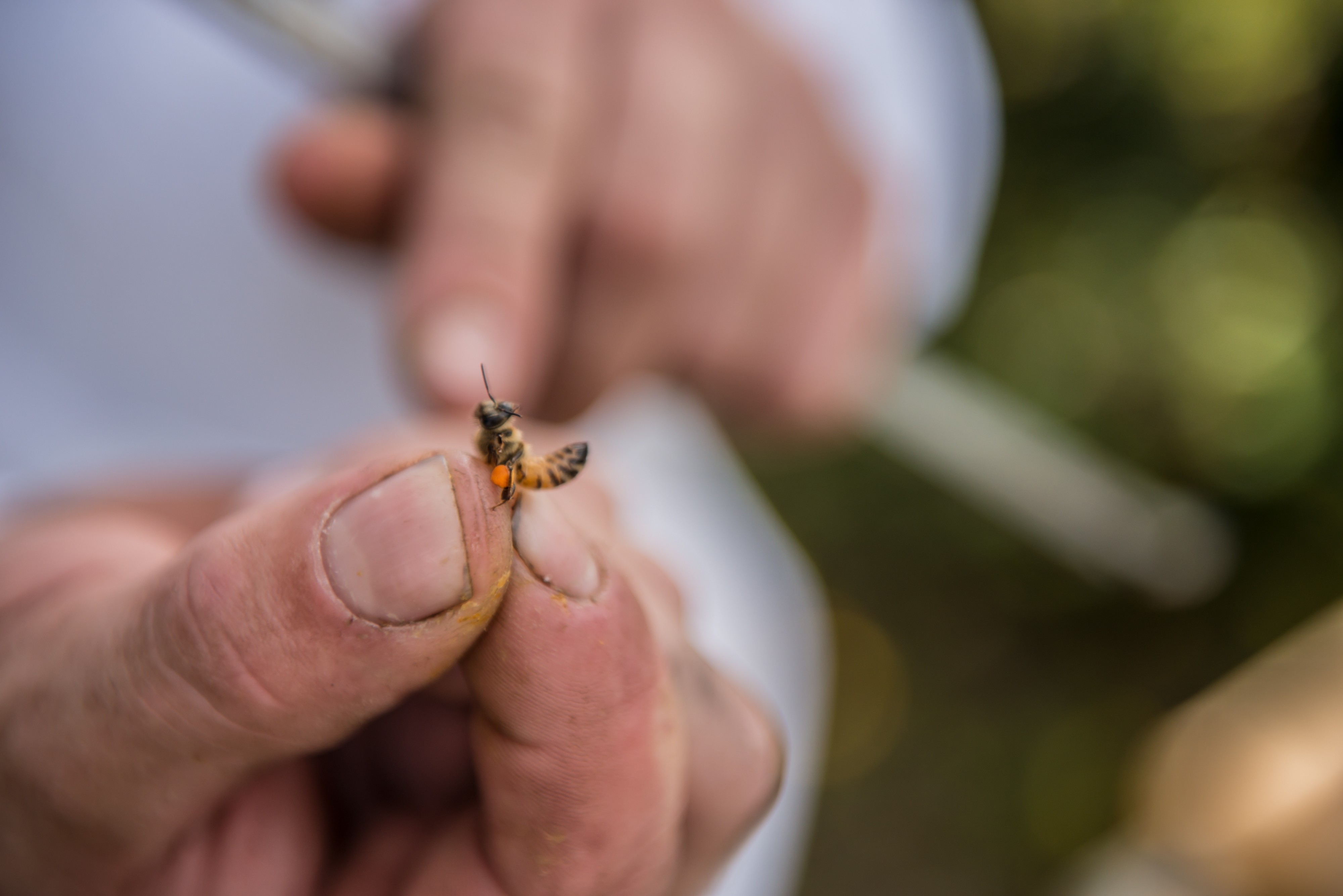 Straffestreek Bijenboer 45 4000px