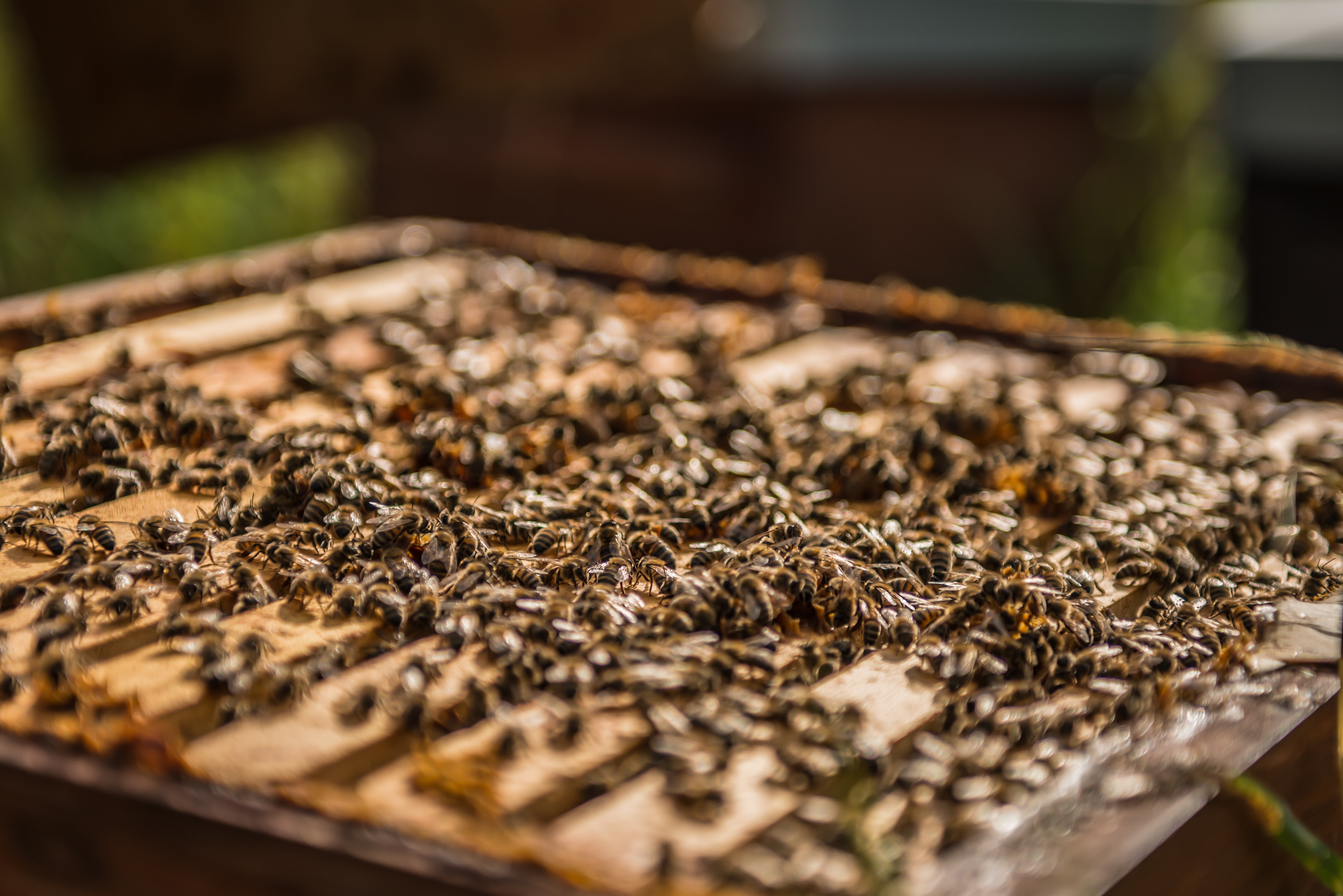 Straffestreek Bijenboer 48 4000px