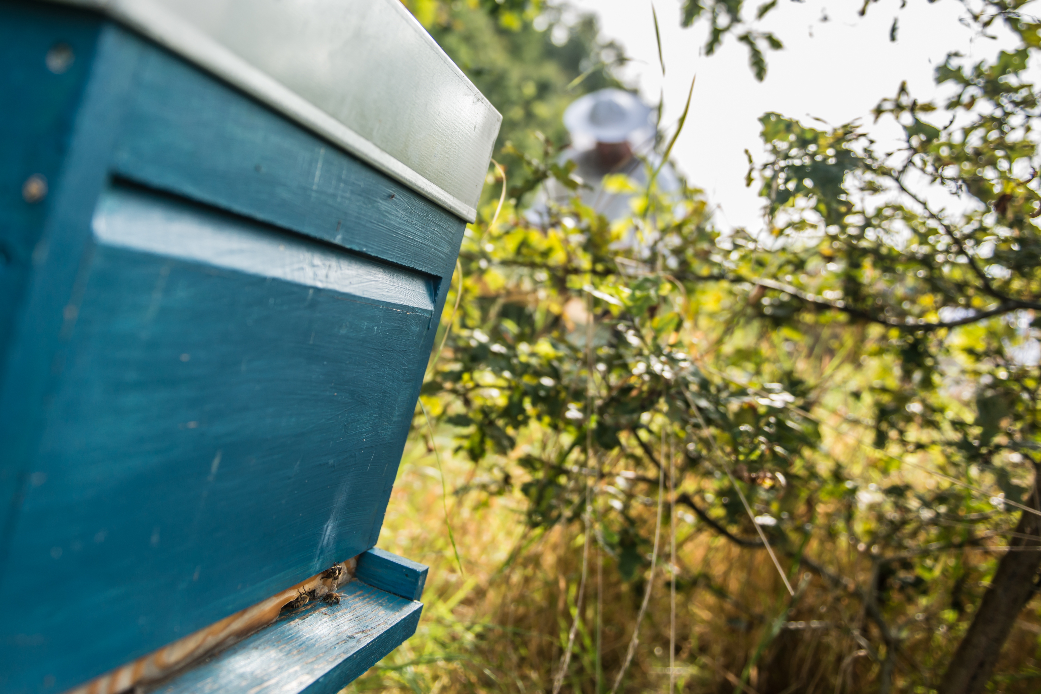 Straffestreek Bijenboer 6 4000px