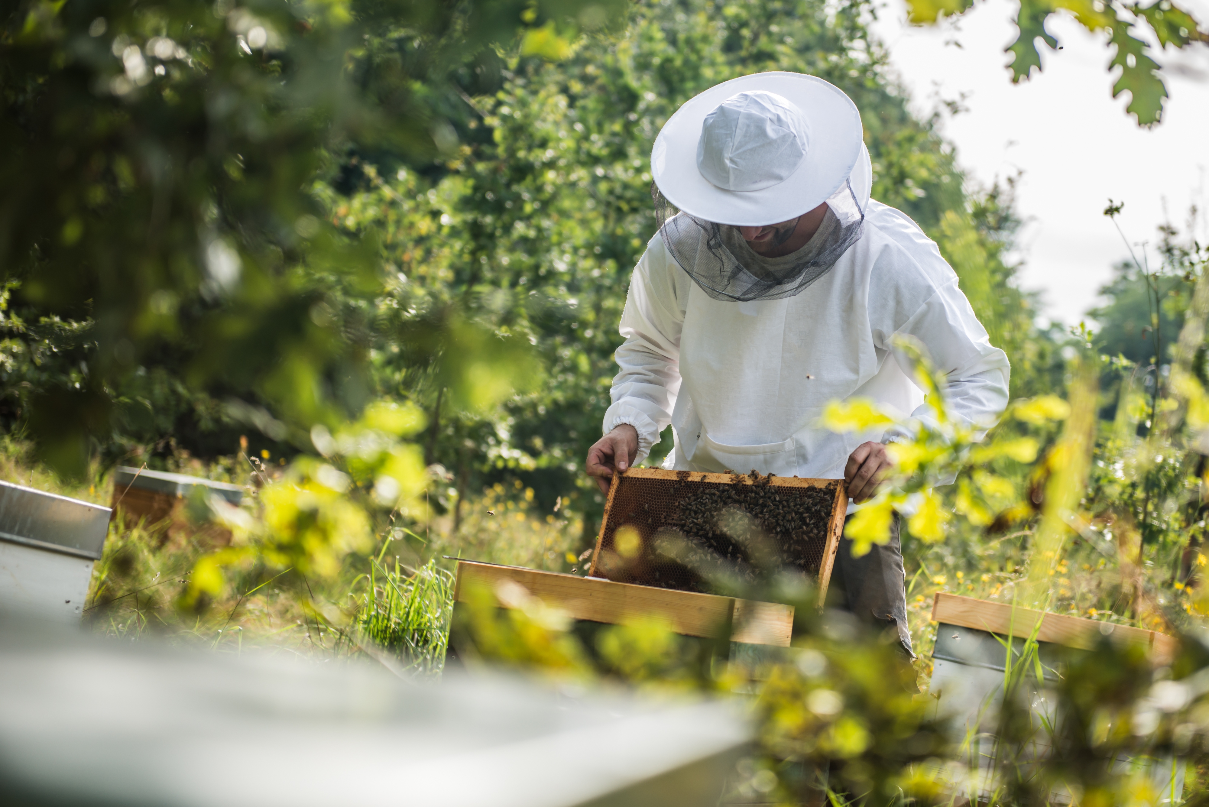 Straffestreek Bijenboer 7 4000px