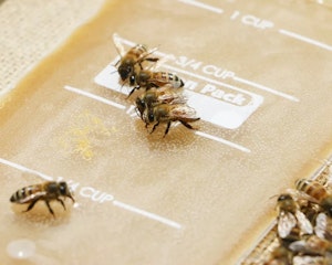 Honey bees 4300657 1280