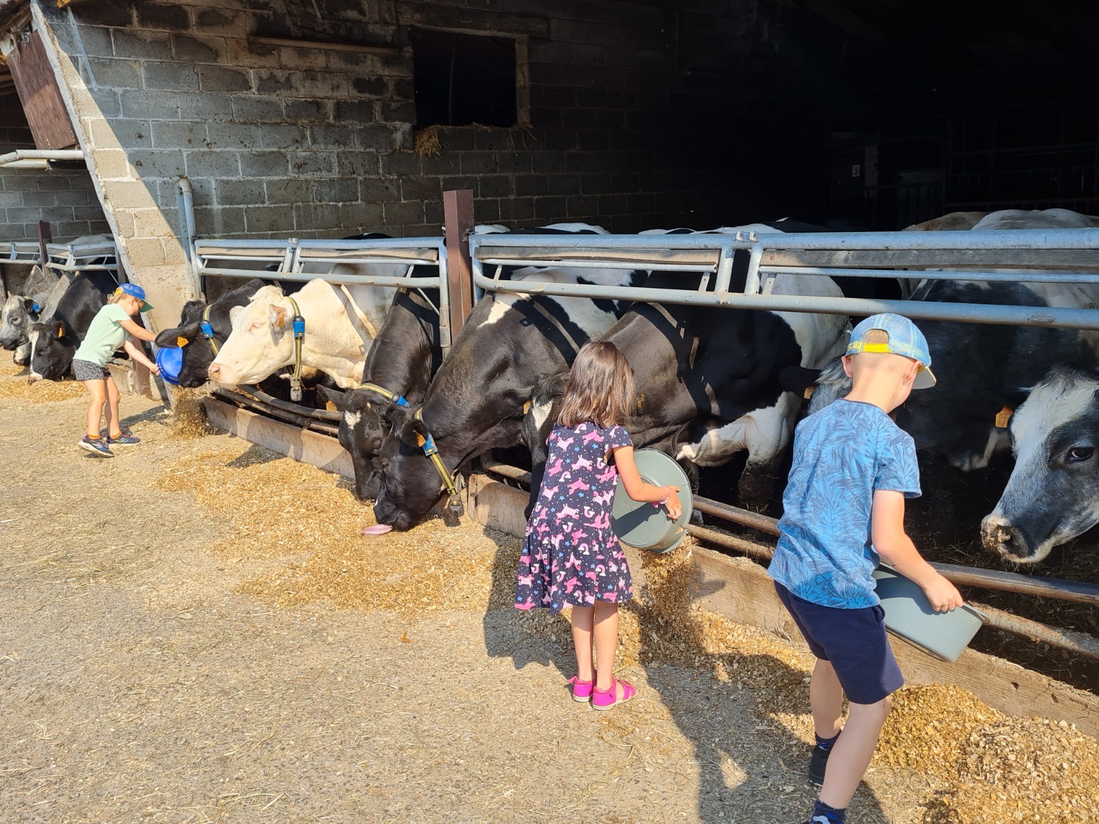 20230609 kleuters geven koeien mais