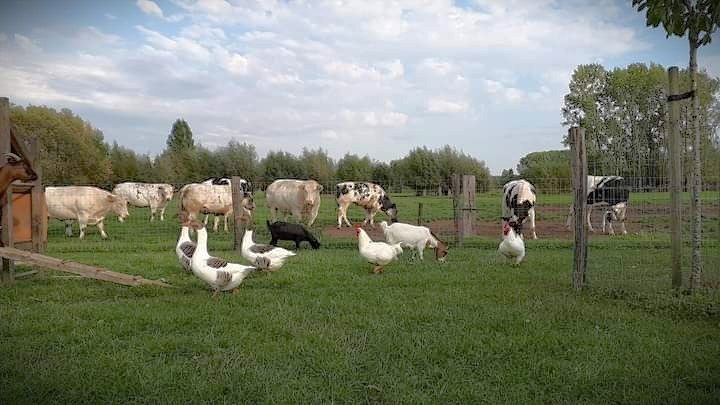 VINDEVOGHEL HOEVE FOTO
