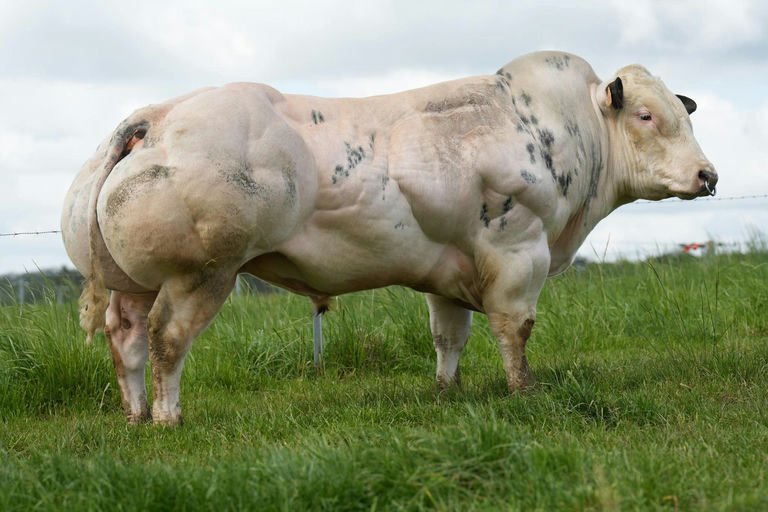 Avicii de mahoney bb9725