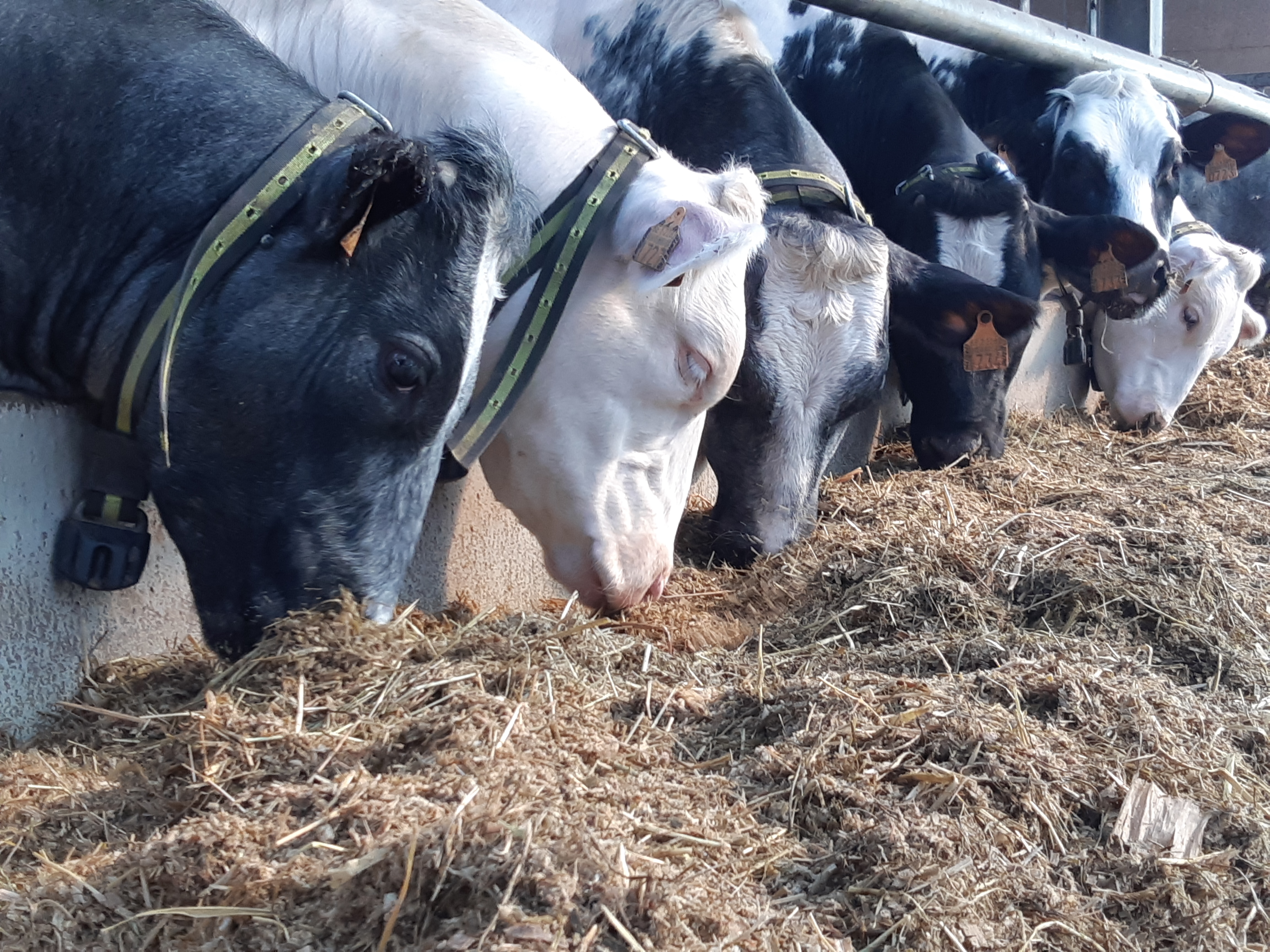 Foto zoogkoeien modernisering detectie tochtigheid weerstand