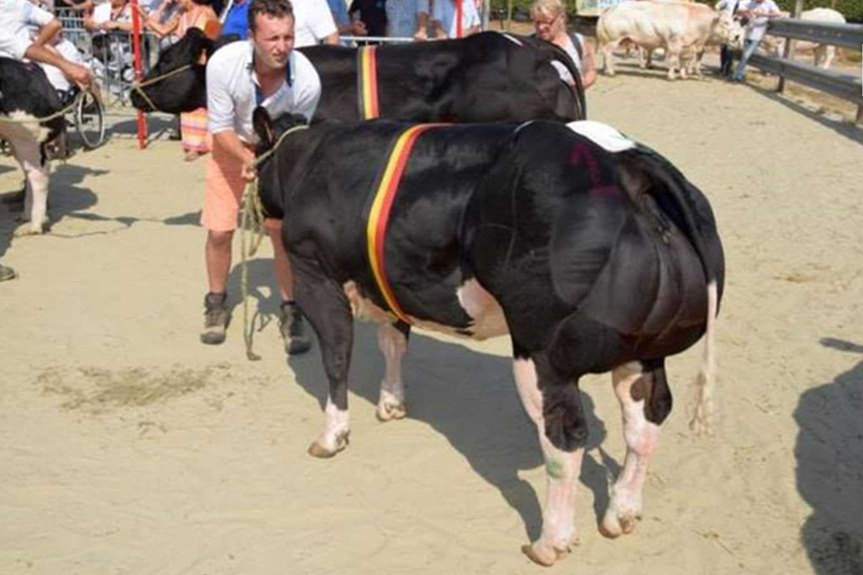 Prijskamp demahoney 01