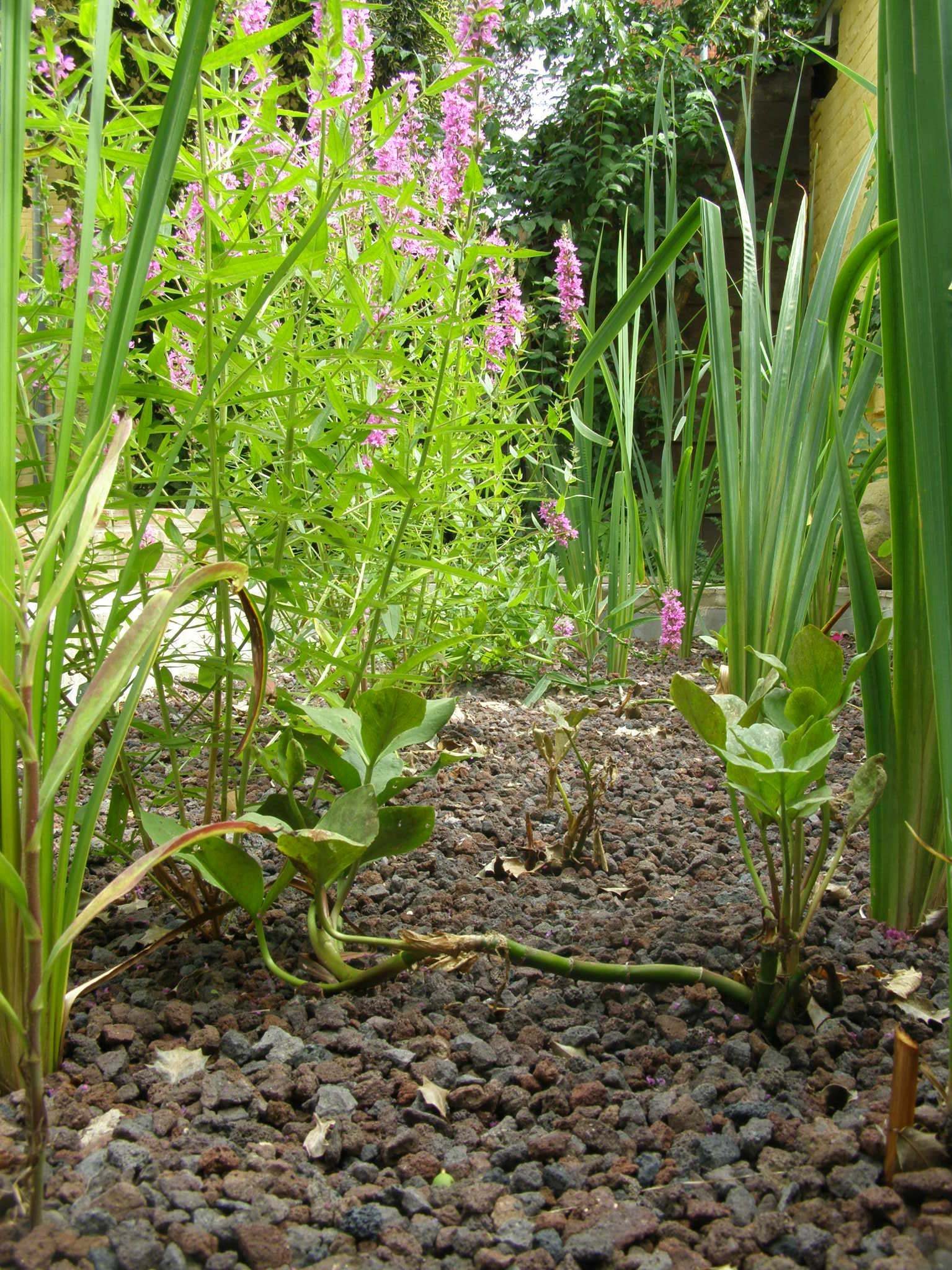 Mijn regenwatersysteem