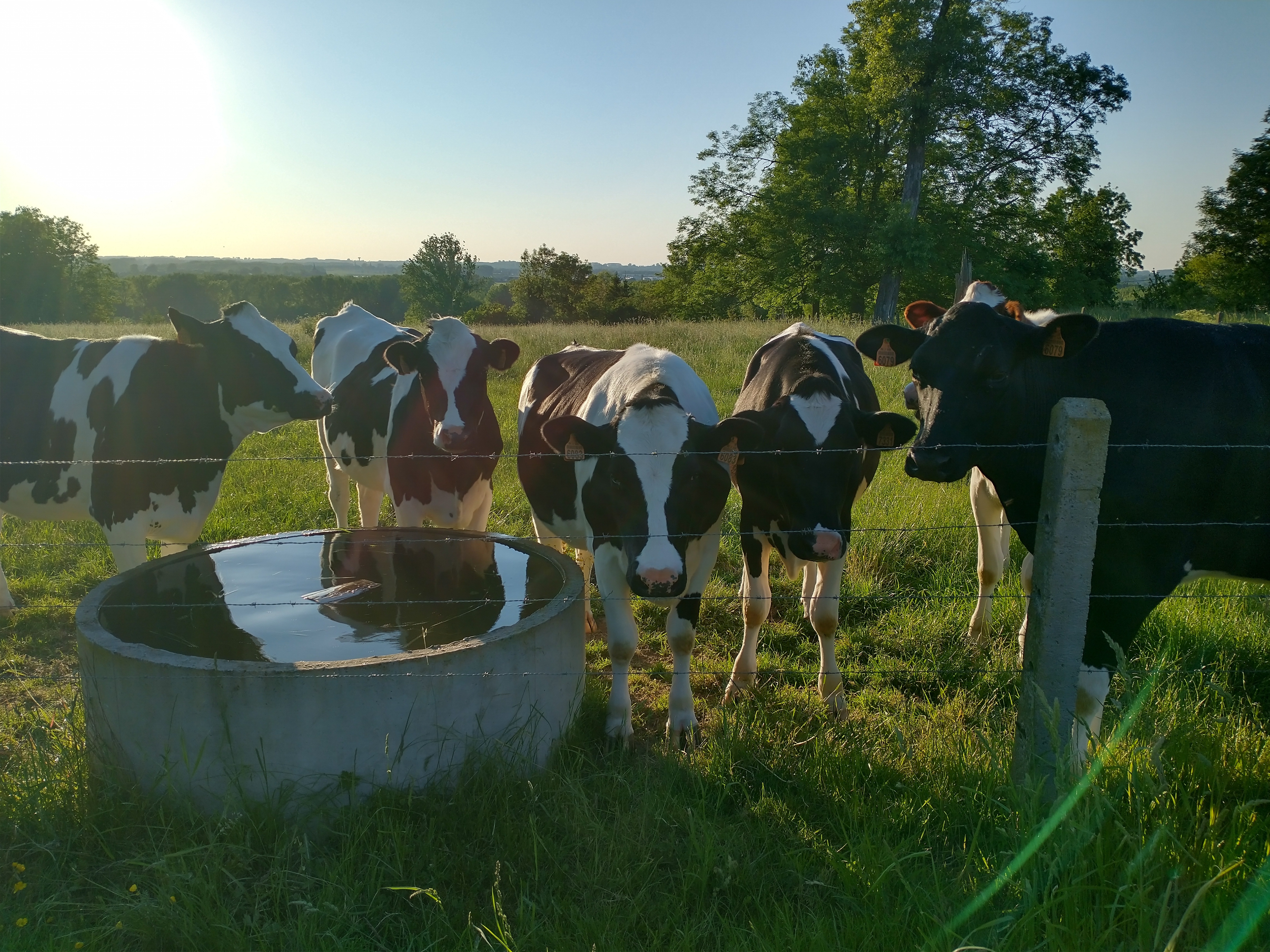 IMG 20210601 203403767 HDR