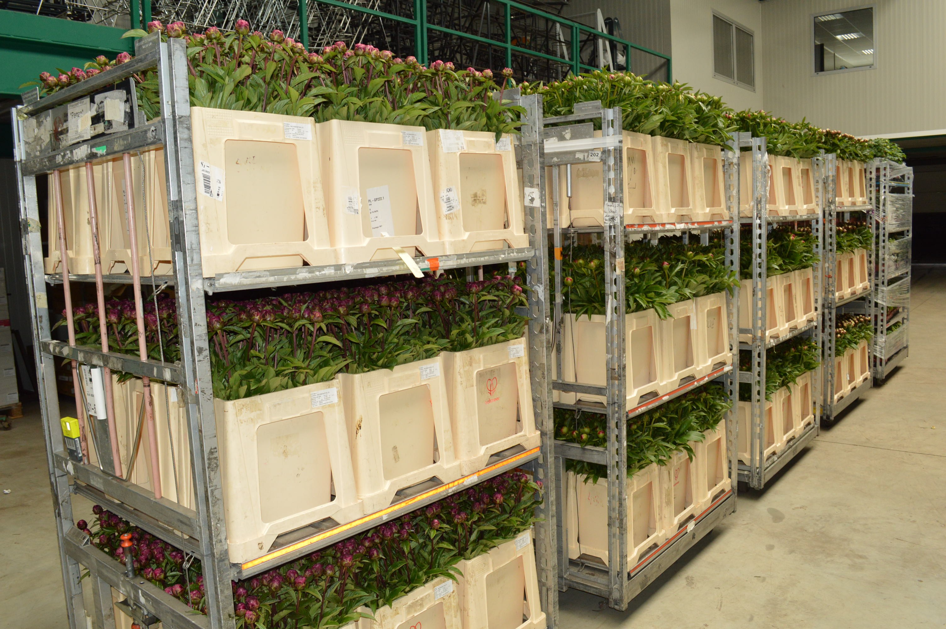 Karren Pioen BL Lossen