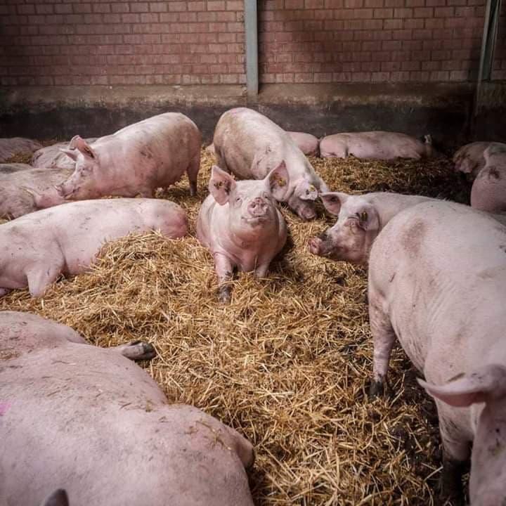 53599108 2375072789389216 4877971001482149888 n