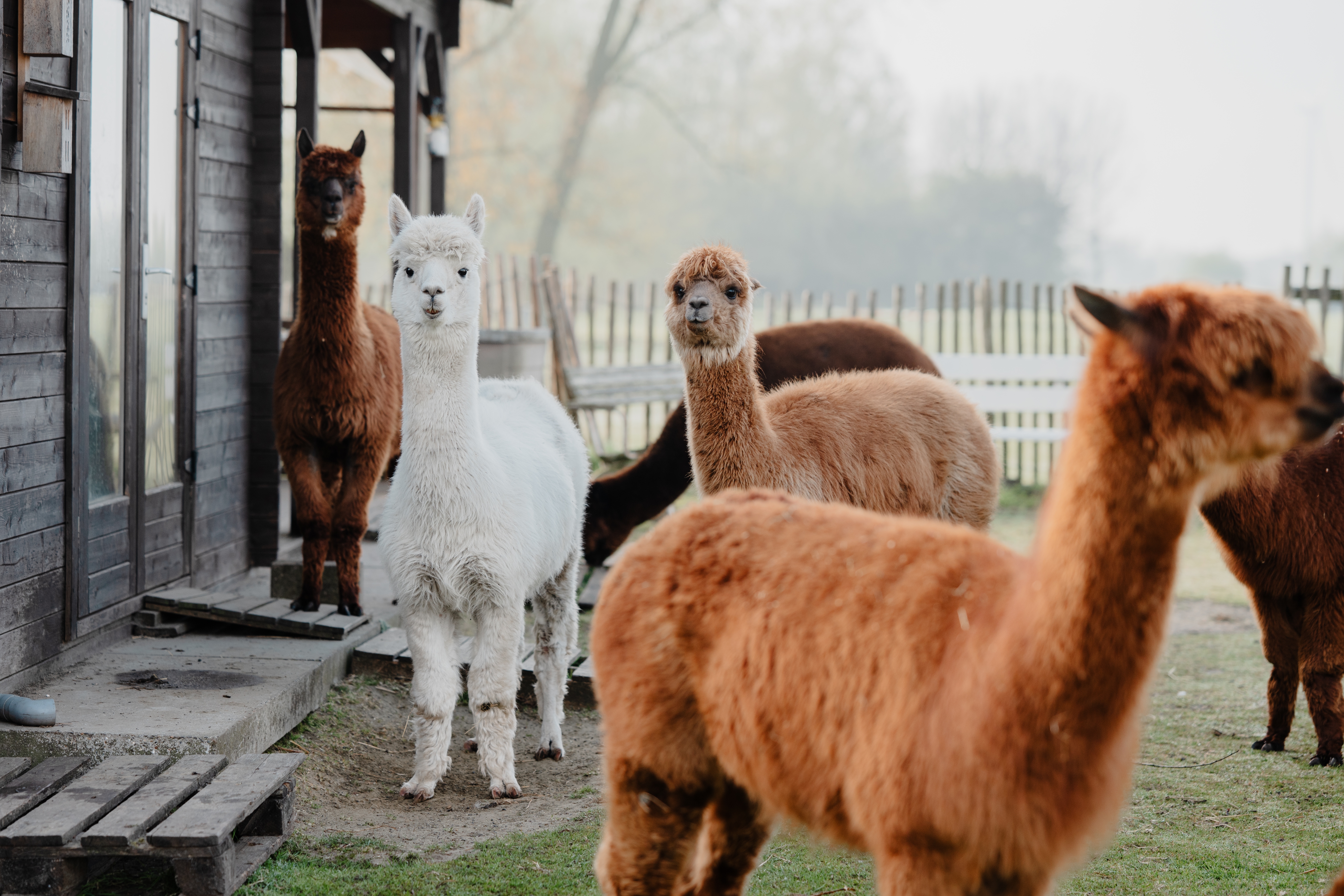 2025 04 11 Alpaca Lokeren hires 4