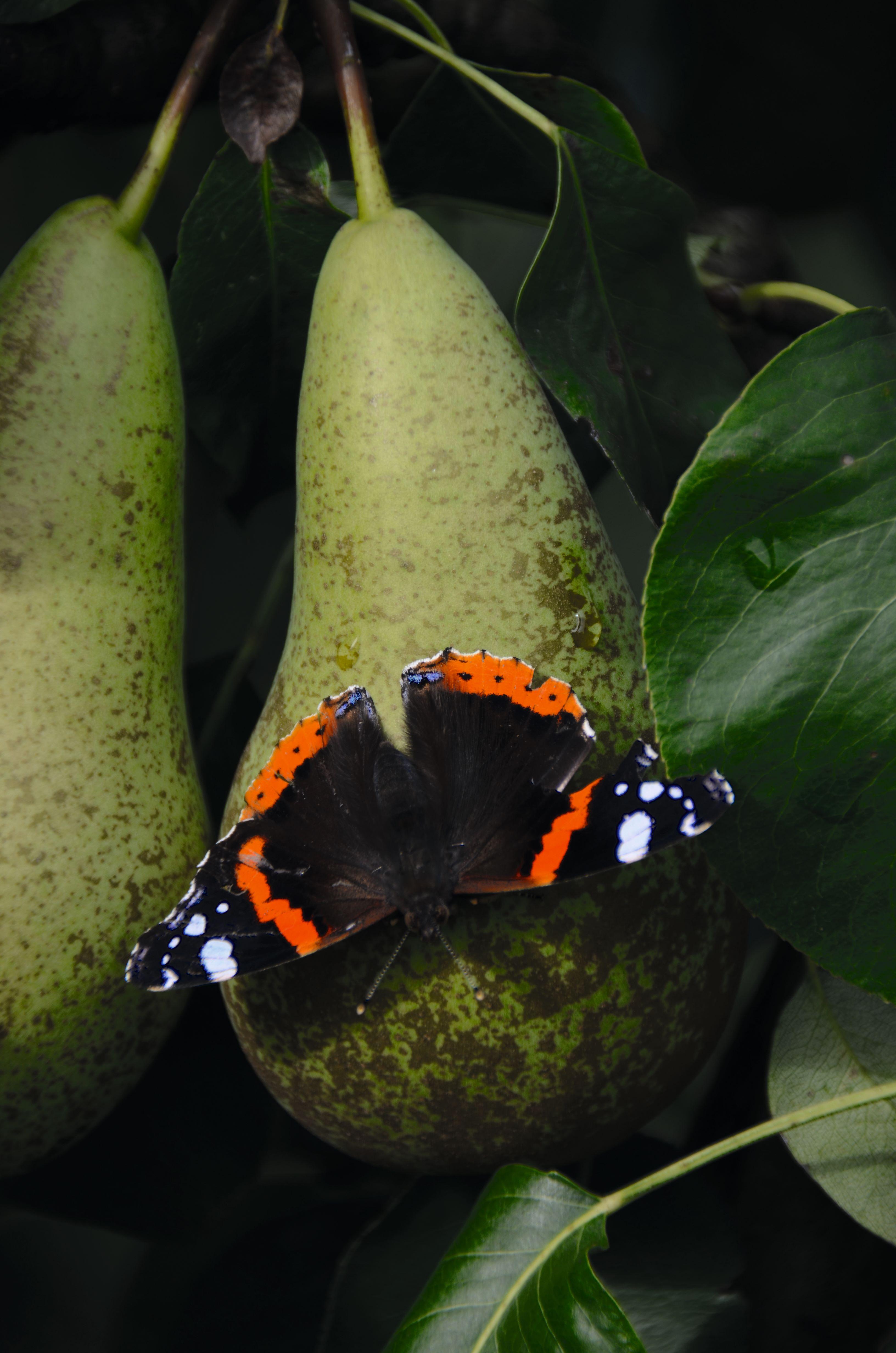 Filip en Evy Verhofstede Cole nieuw