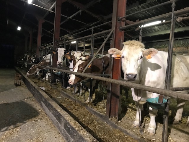 Heerlijk lokaal Ronny Merckx