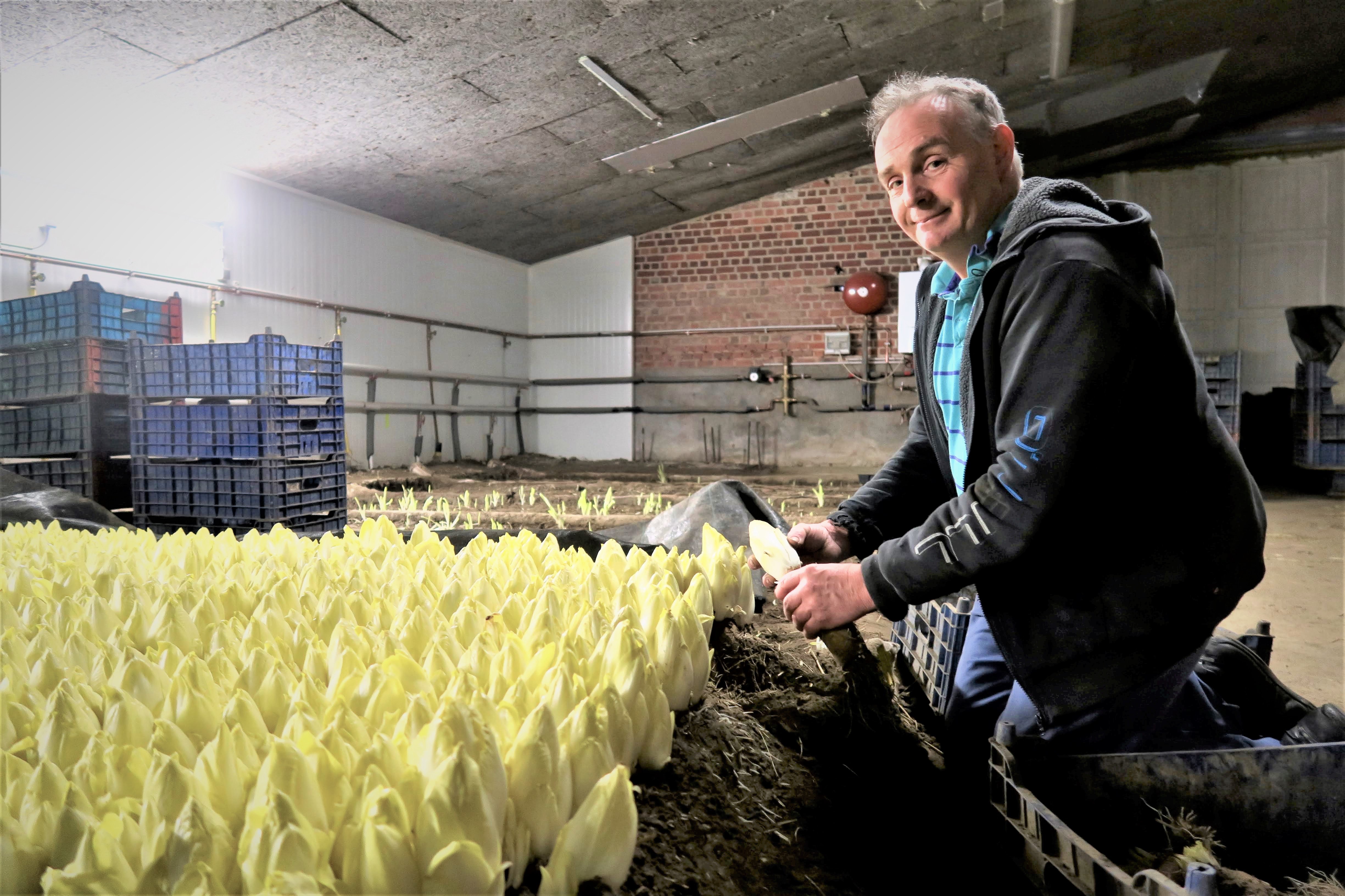 Heerlijk lokaal korte keten Dirk Van Wilder witloof