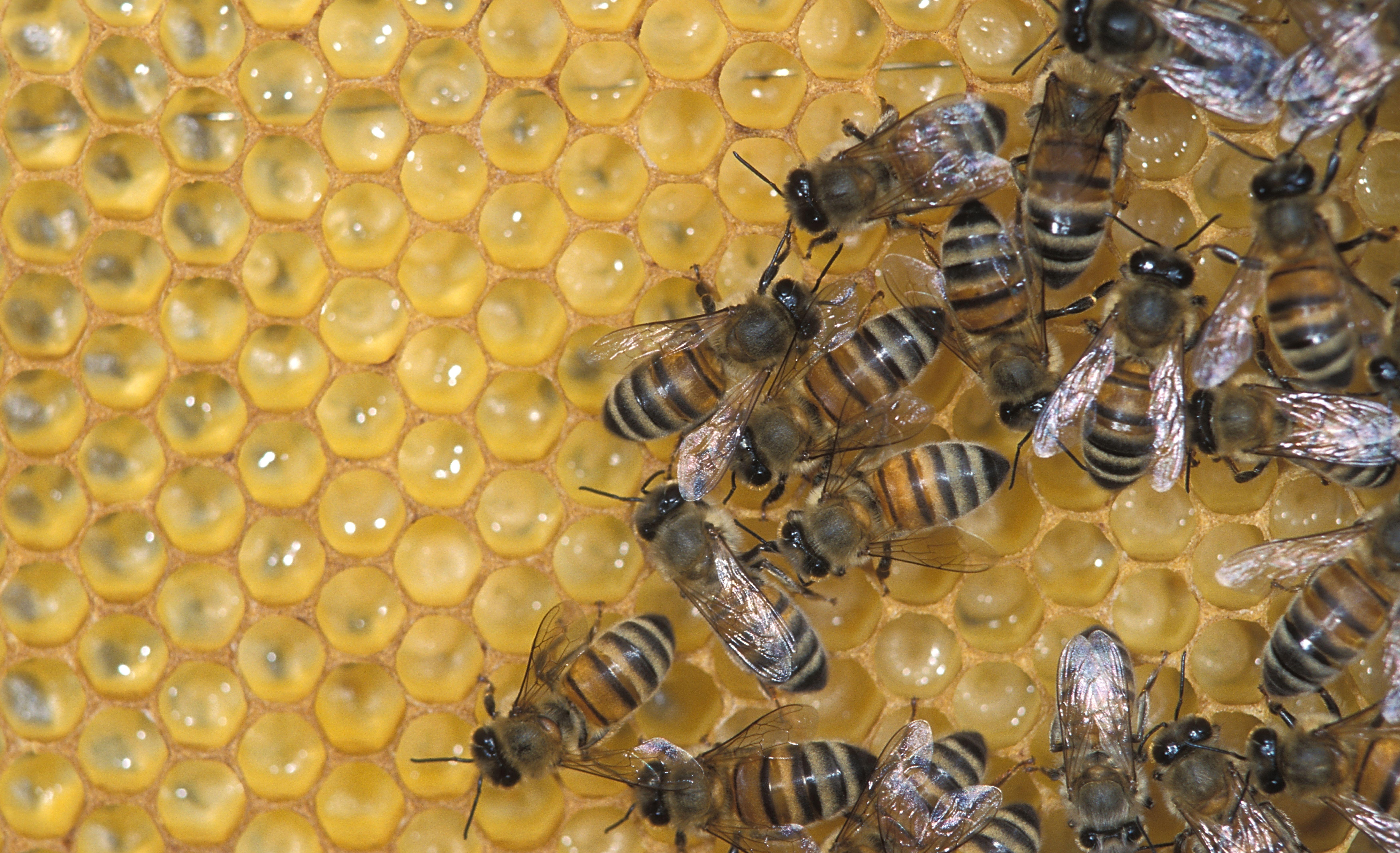 Honing Marc Aerts nieuw