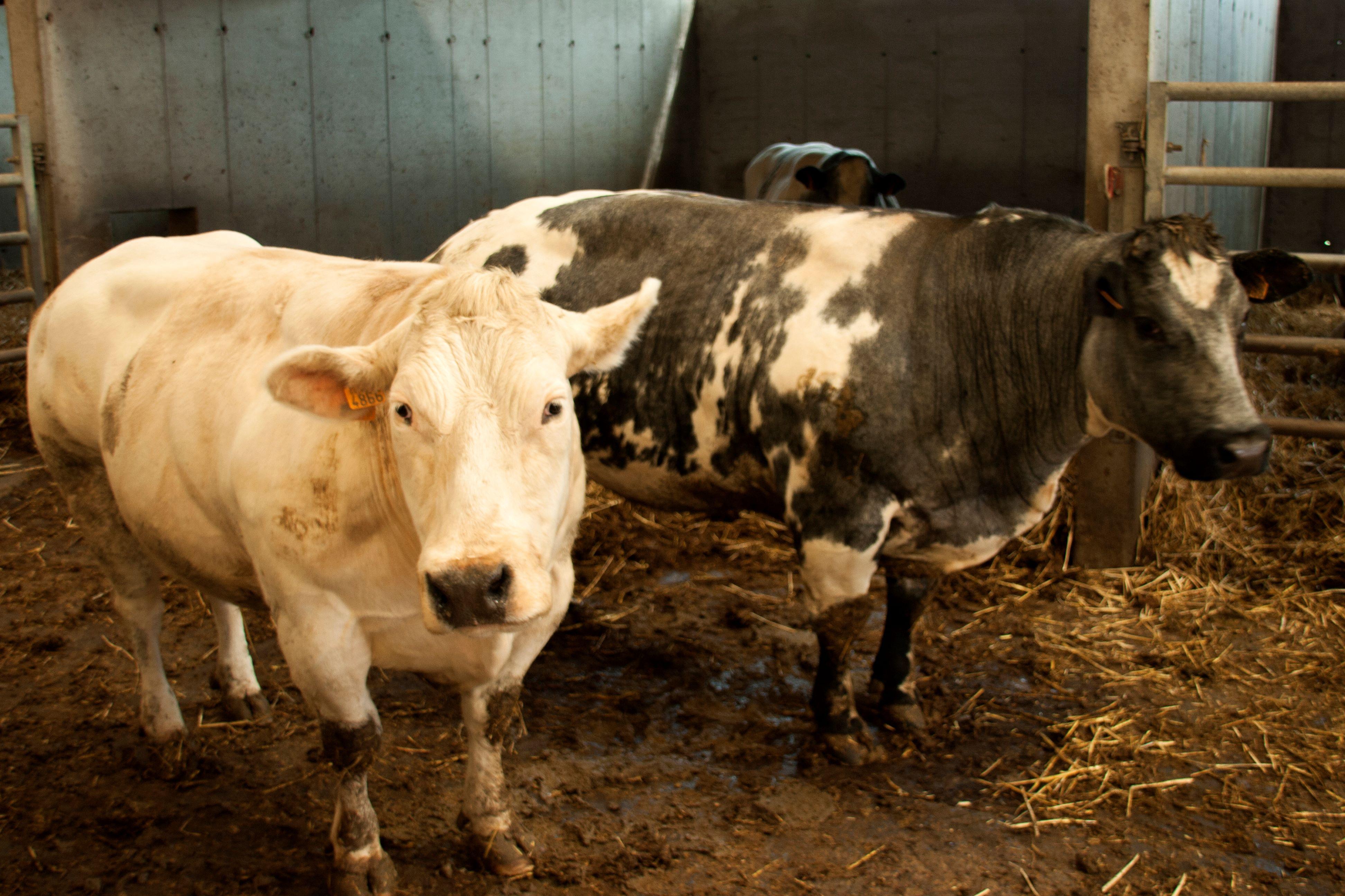 Johan en Jos Schoukens nieuw