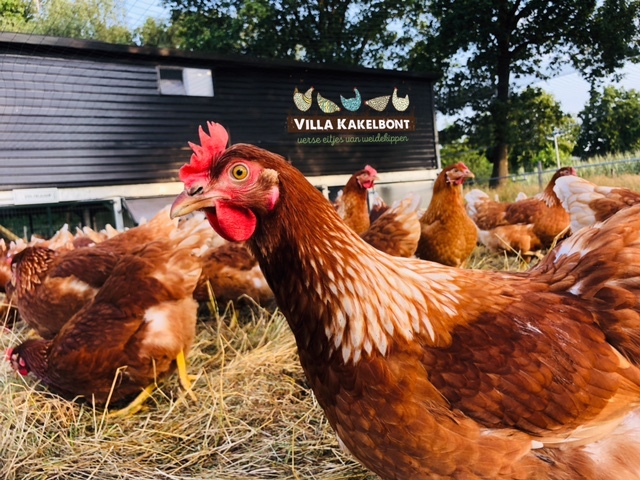 Villa Kakelbont Gijzegem kippen