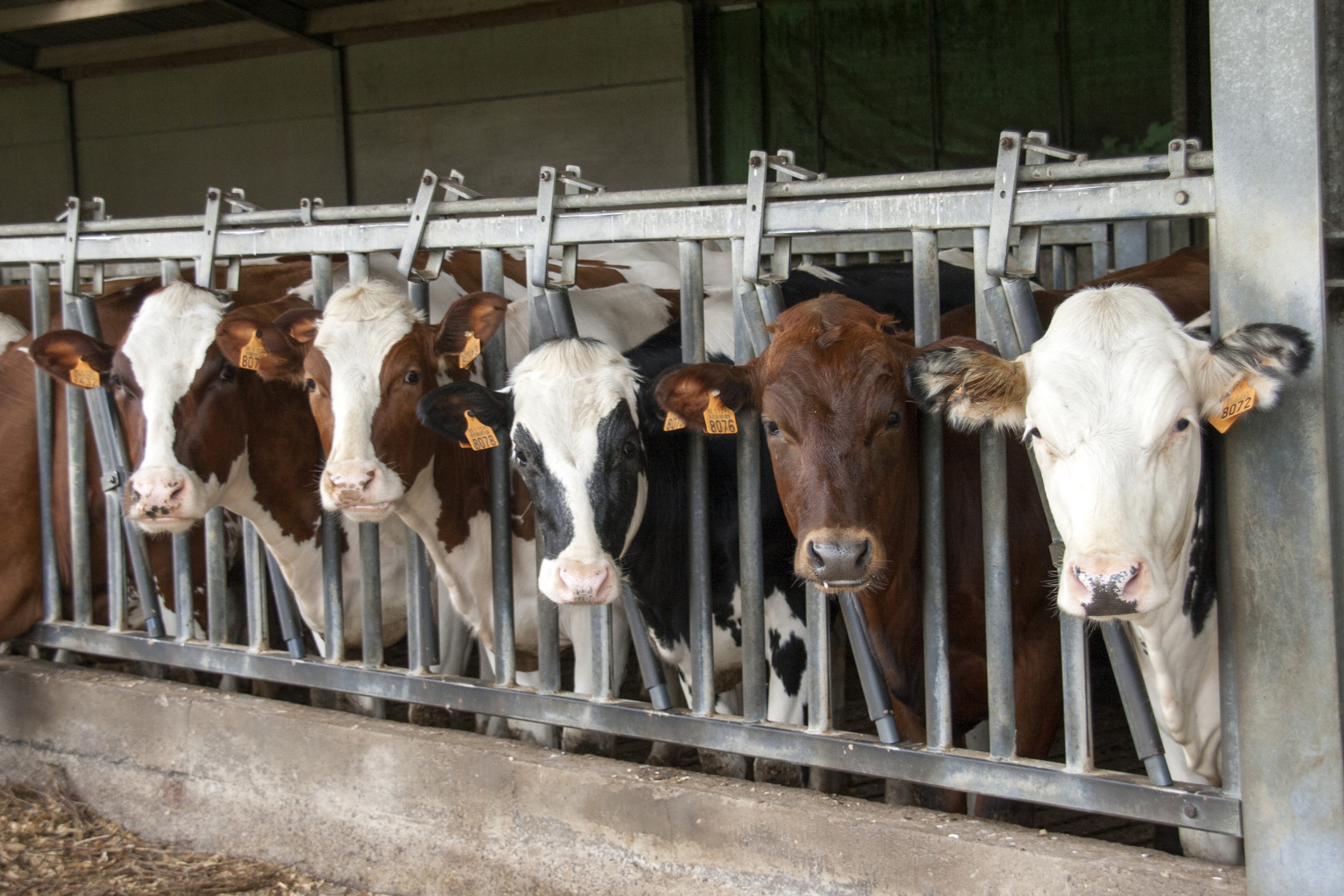 Zuivelhoeve Keymeulen 4 k