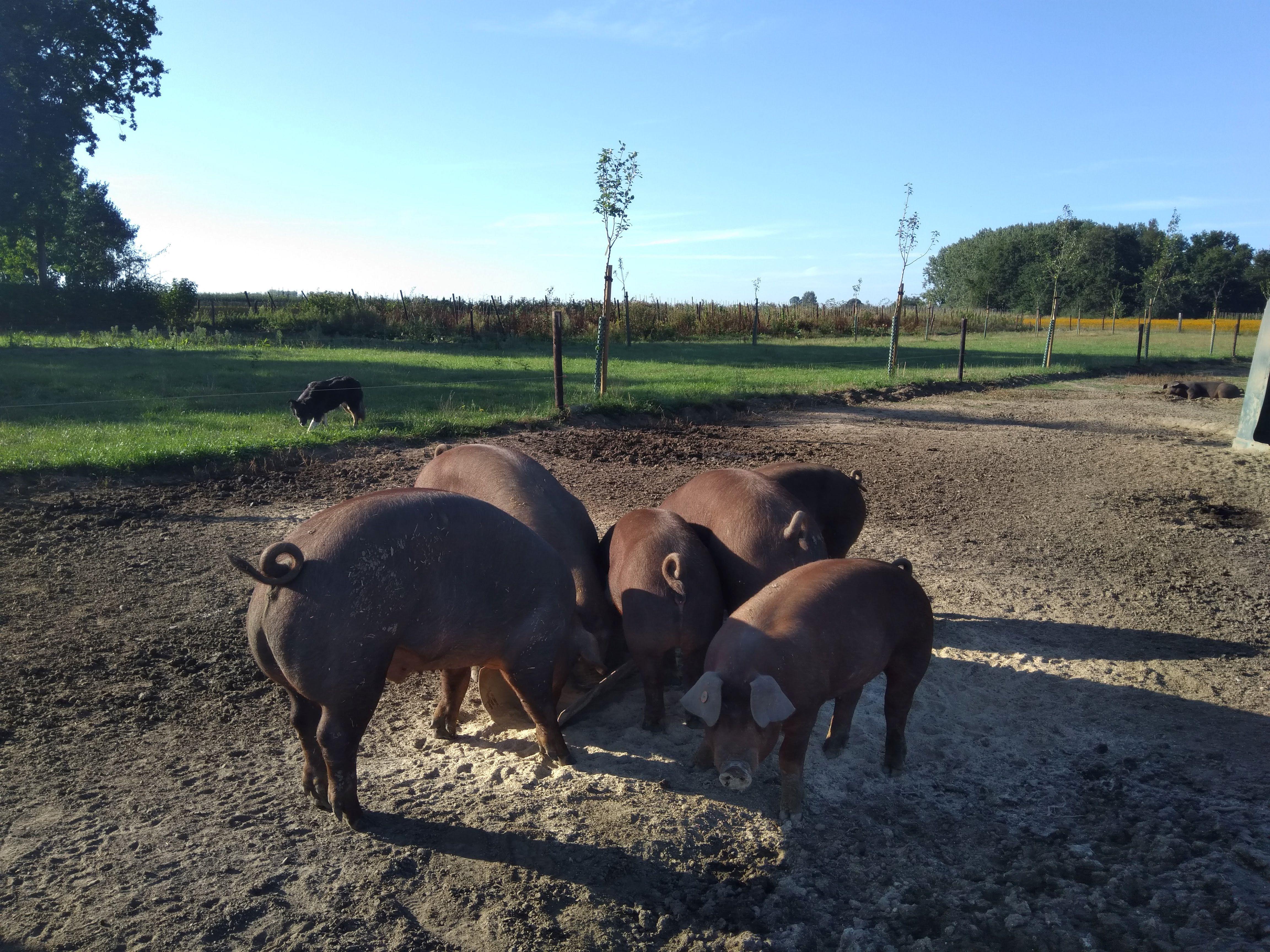 De seizoenschuur nieuw