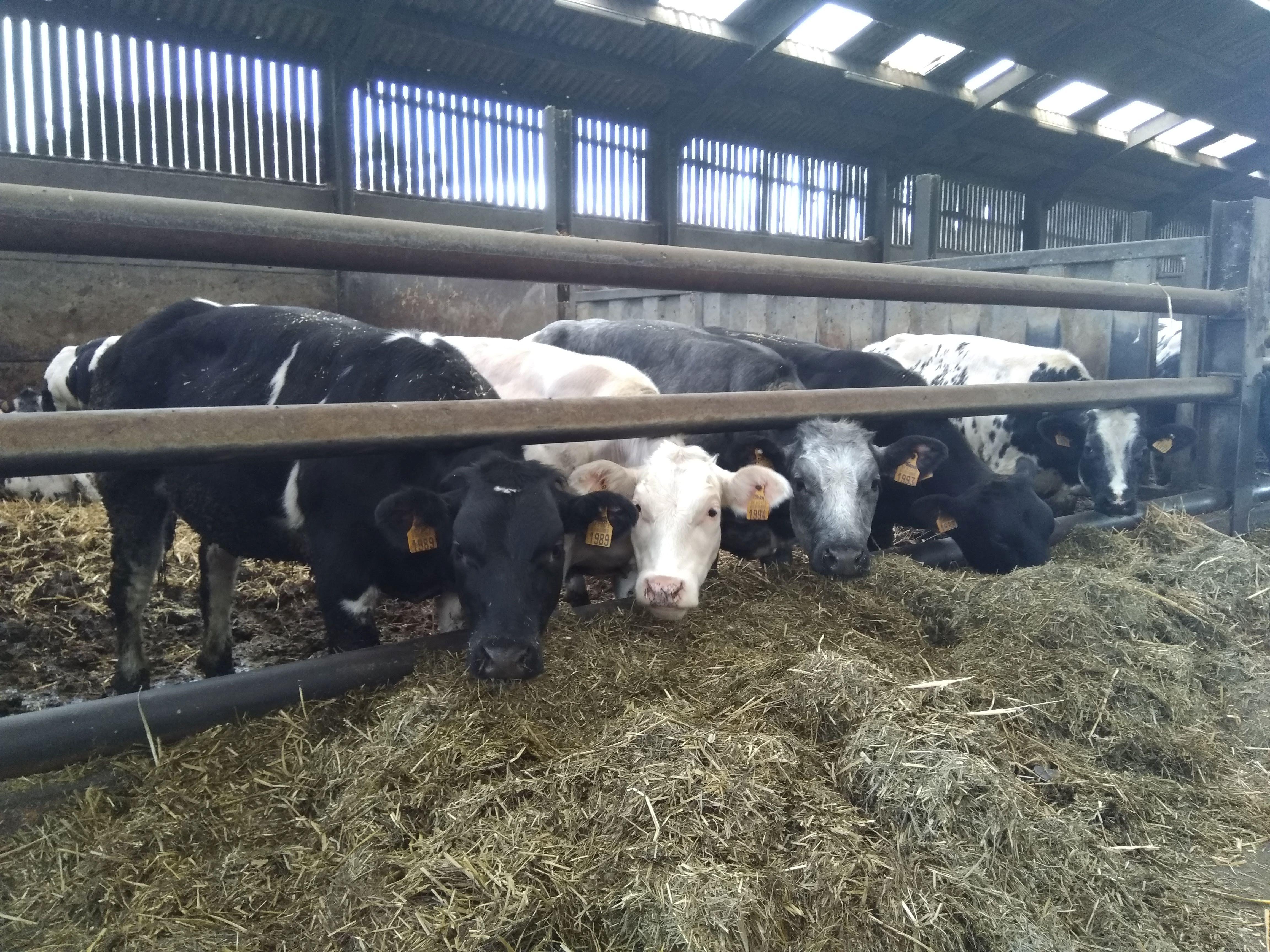 Hoevevleesdevaering nieuw