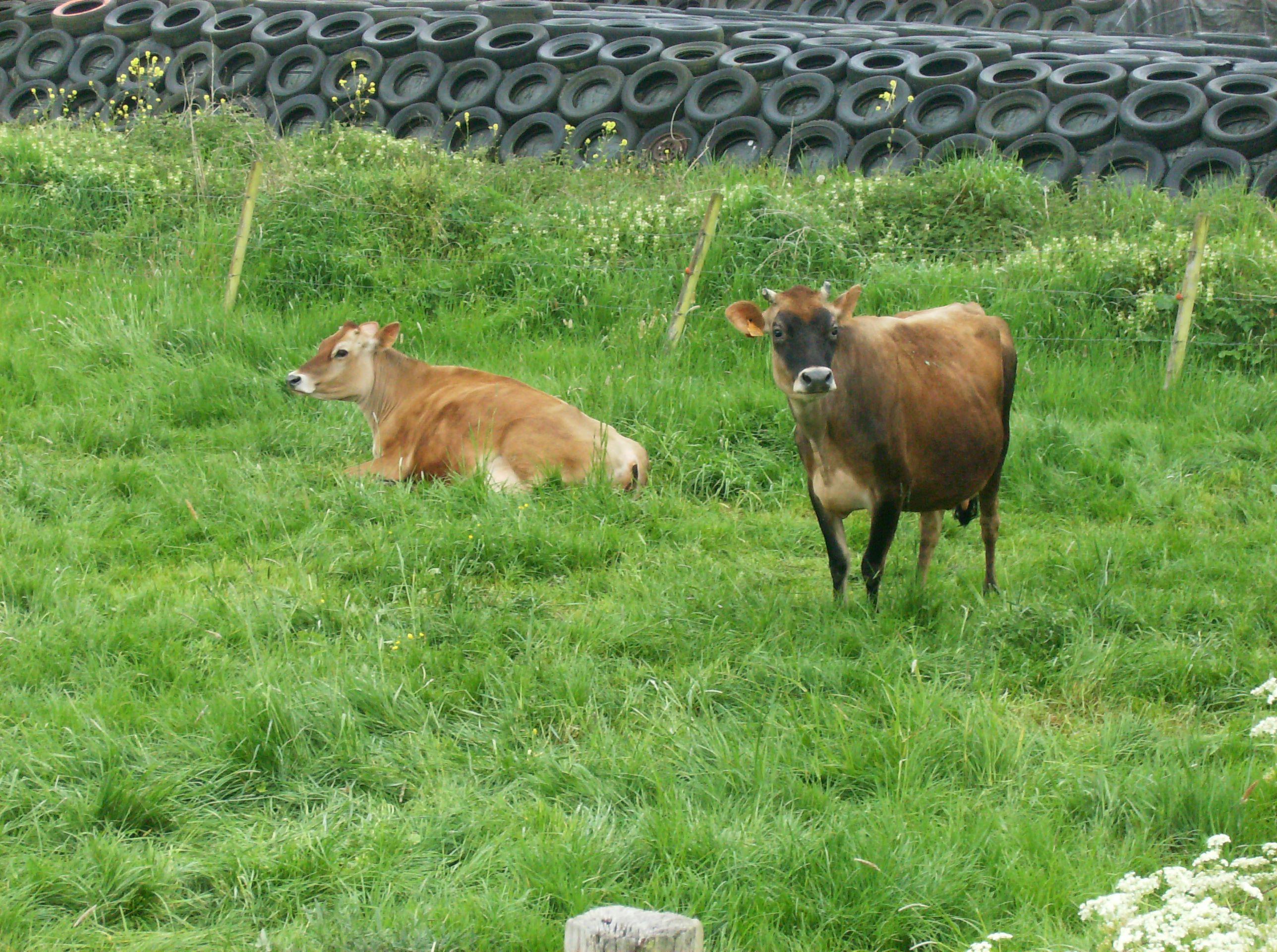 Jerseyfokkerijen nieuw