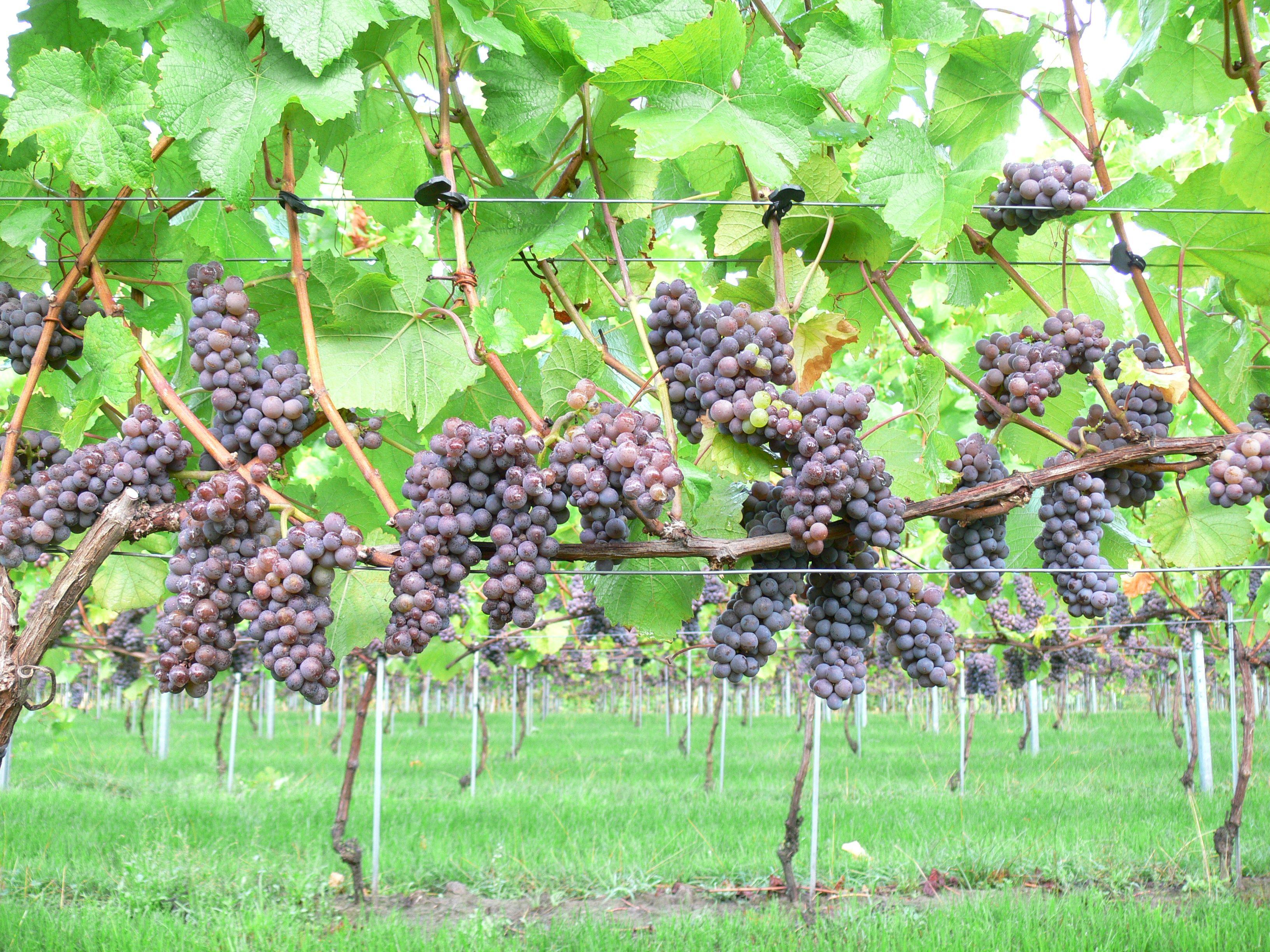 Wijngoed fortune nieuw