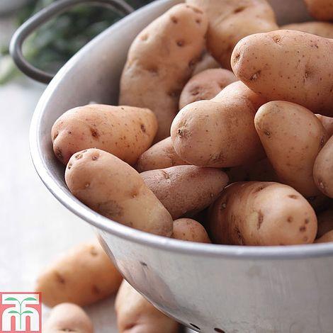 Corne de Gatte foto 2