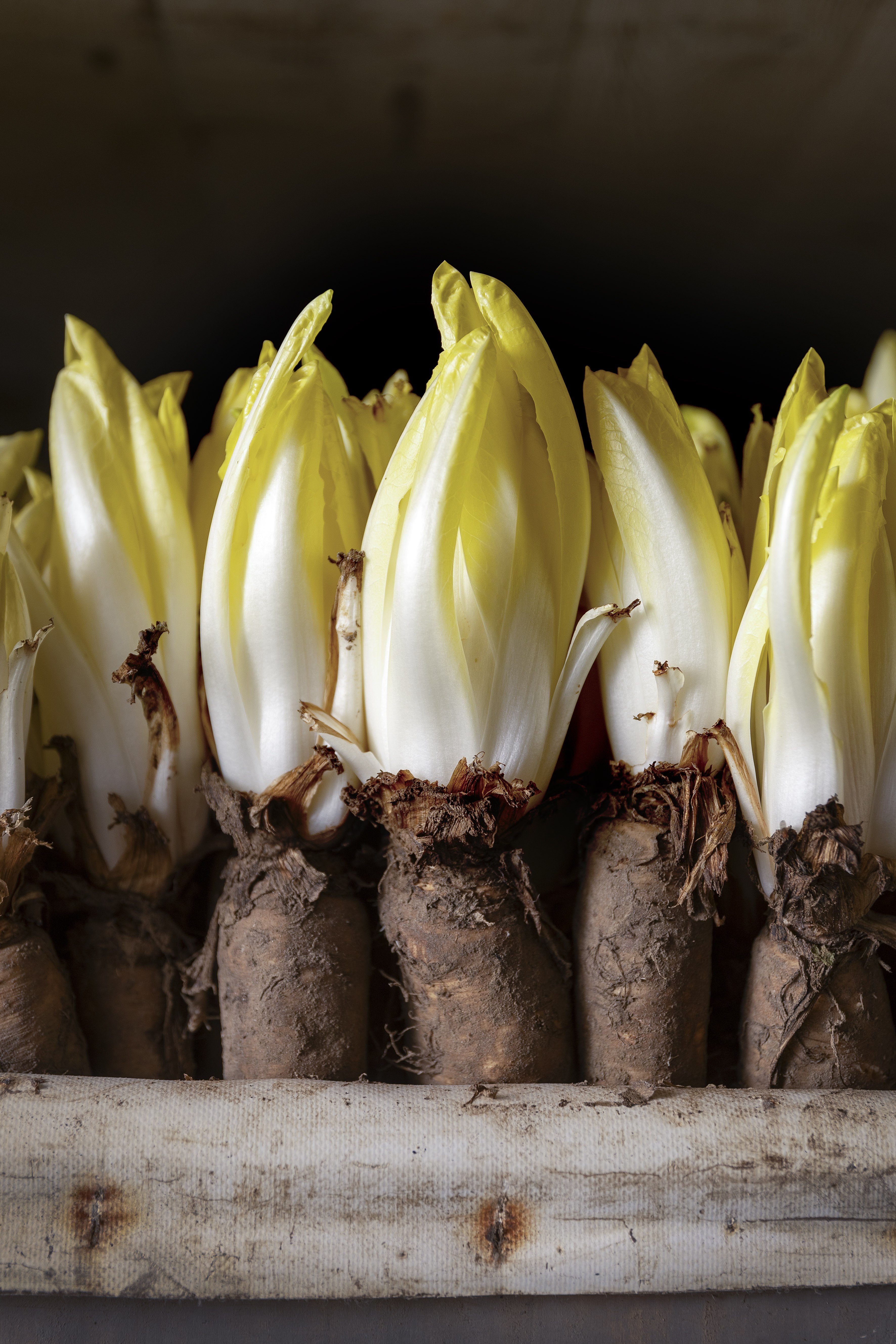 Hoeve Mahieu Nov 2023 30