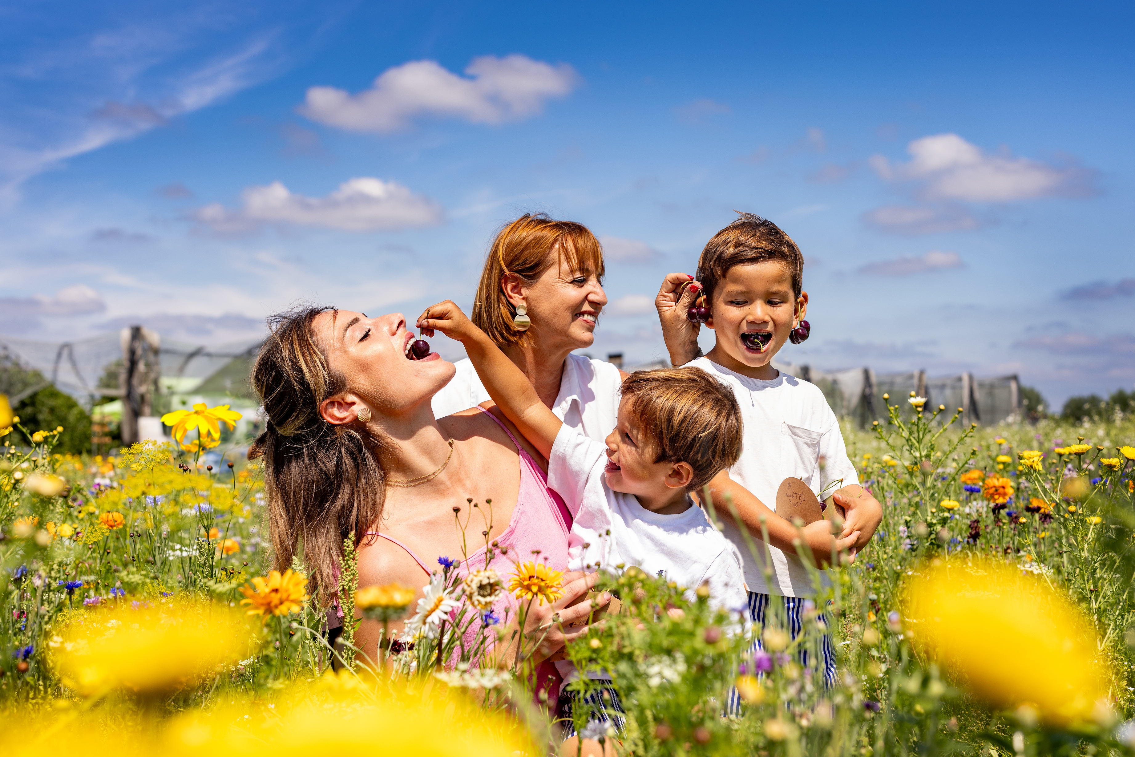 KERSENPLUK HOEVE MATHIEU 100 W VLAAMS 2025 Ateljé D Jan D Hondt 1 G3 A5665