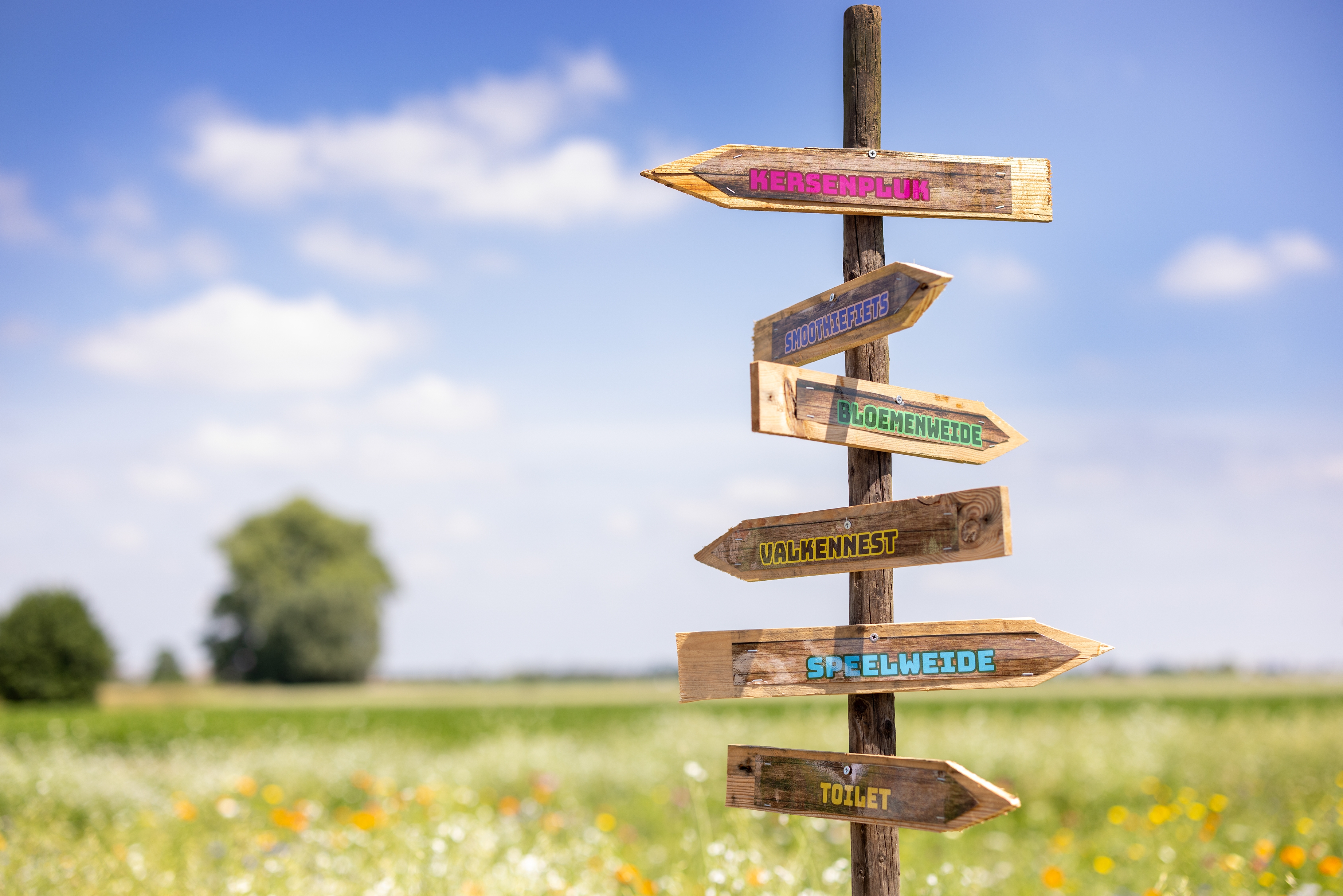 KERSENPLUK HOEVE MATHIEU 100 W VLAAMS 2025 Ateljé D Jan D Hondt 1 G3 A5960