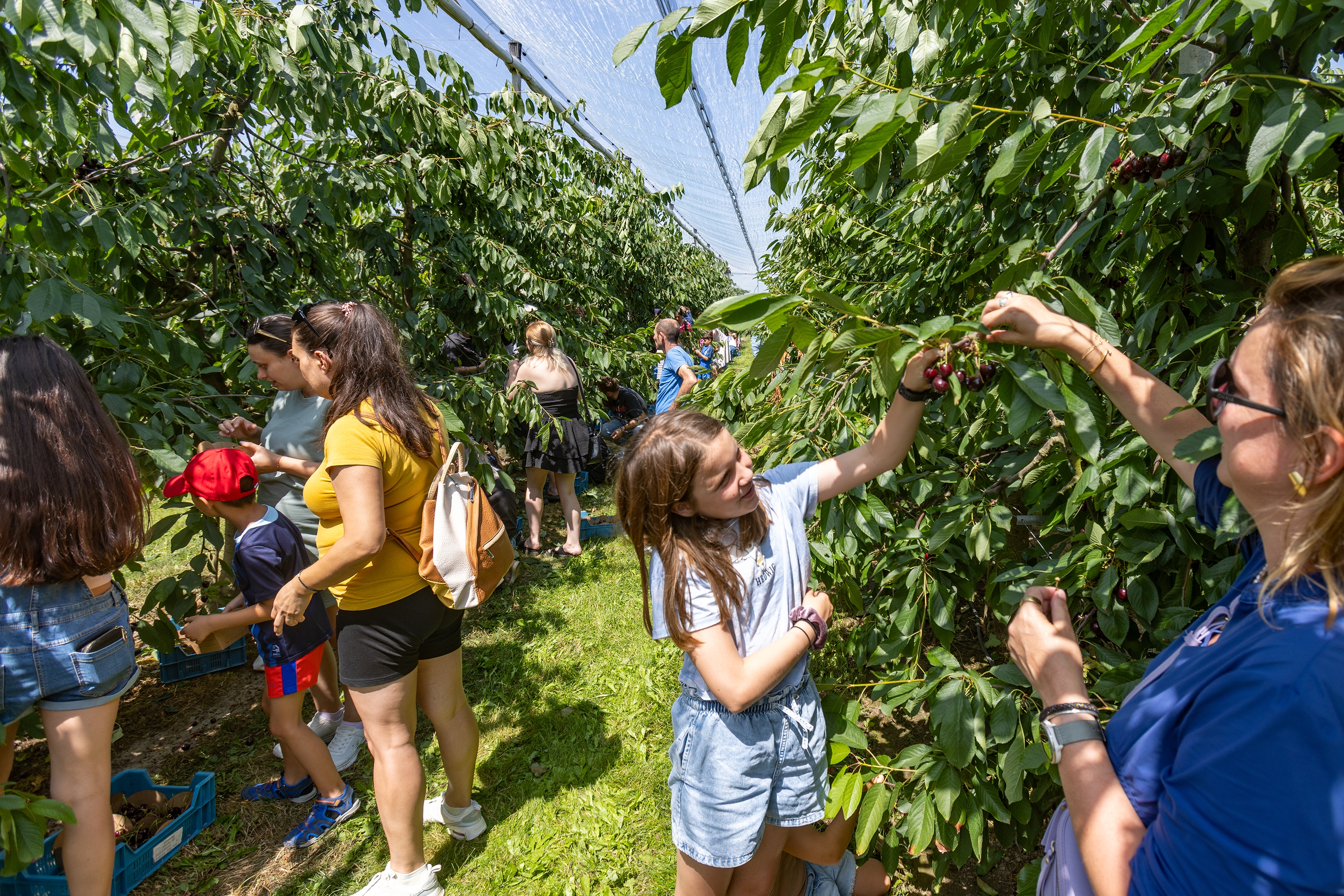KERSENPLUK HOEVE MATHIEU 100 W VLAAMS 2025 Ateljé D Jan D Hondt RL5 A6080