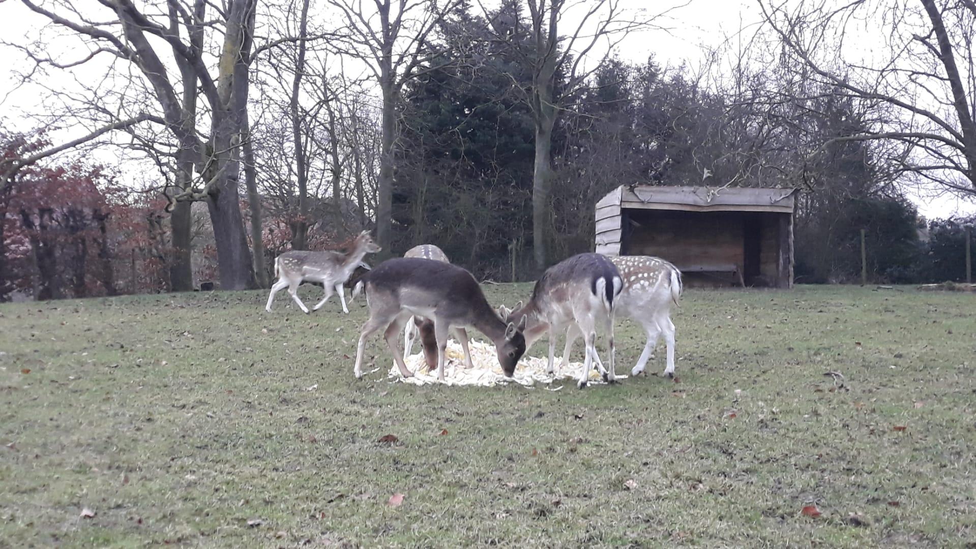 Whats App Image 2021 02 04 at 19 11 16 1