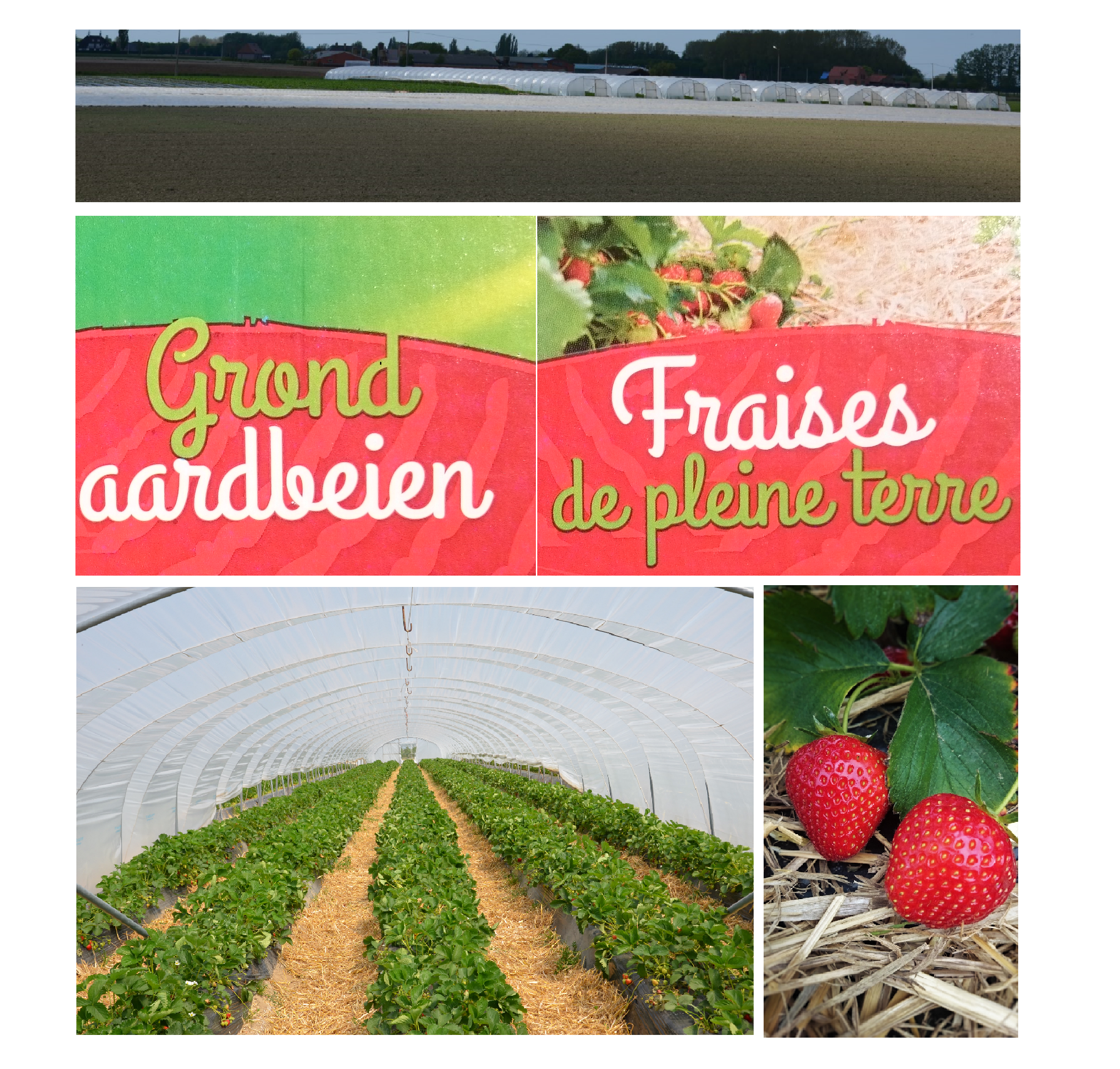 Grondaardbeien 4