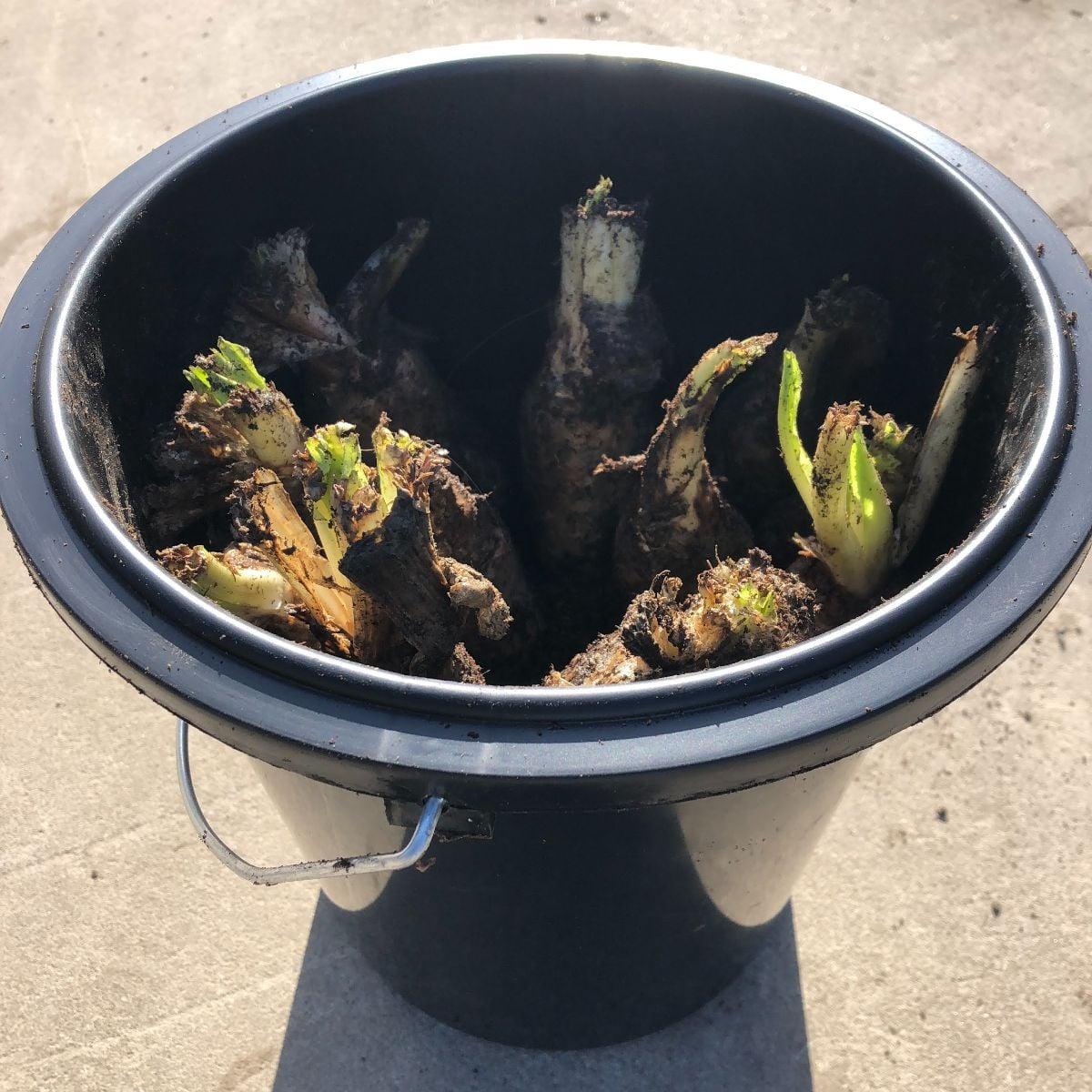 Kweek je eigen witloof Hoeve Mahieu