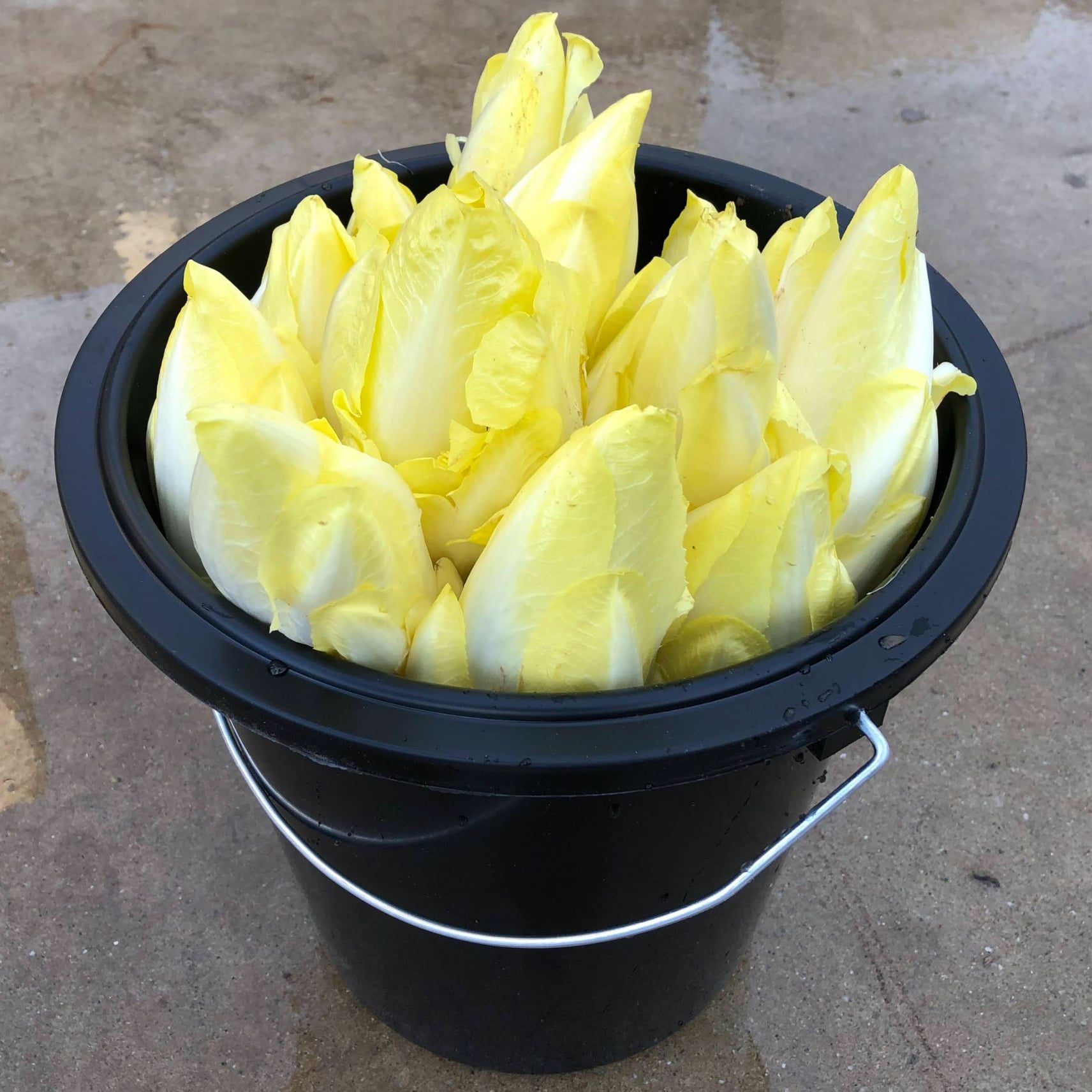 Kweek je eigen witloof Hoeve Mahieu