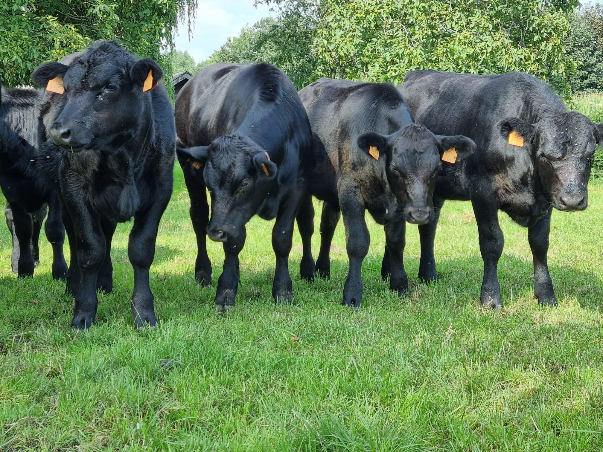 42074110 2a1d 4f5e aca8 6f817626ac01