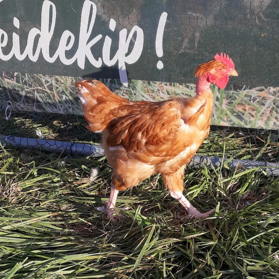 Haan stevig op poten