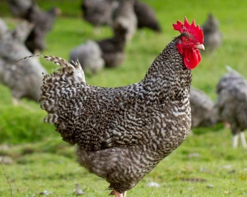 Poule coucou de rennes