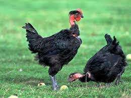 Zwartpootkip counu noir2