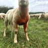 De Zwaluw Bioboerderij