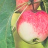 Fruit Vanhellemont Meensel