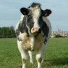 Gabriels