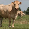 Hamme's Hoevevlees