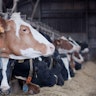 Hoeveproducten De keersmaecker